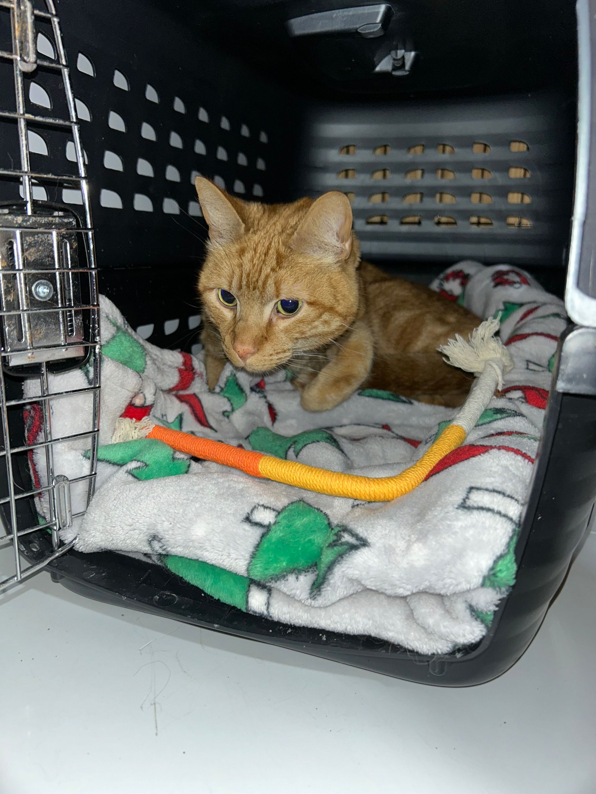 Orange cat inside a black pet carrier, lying on a patterned blanket with a tube attached.