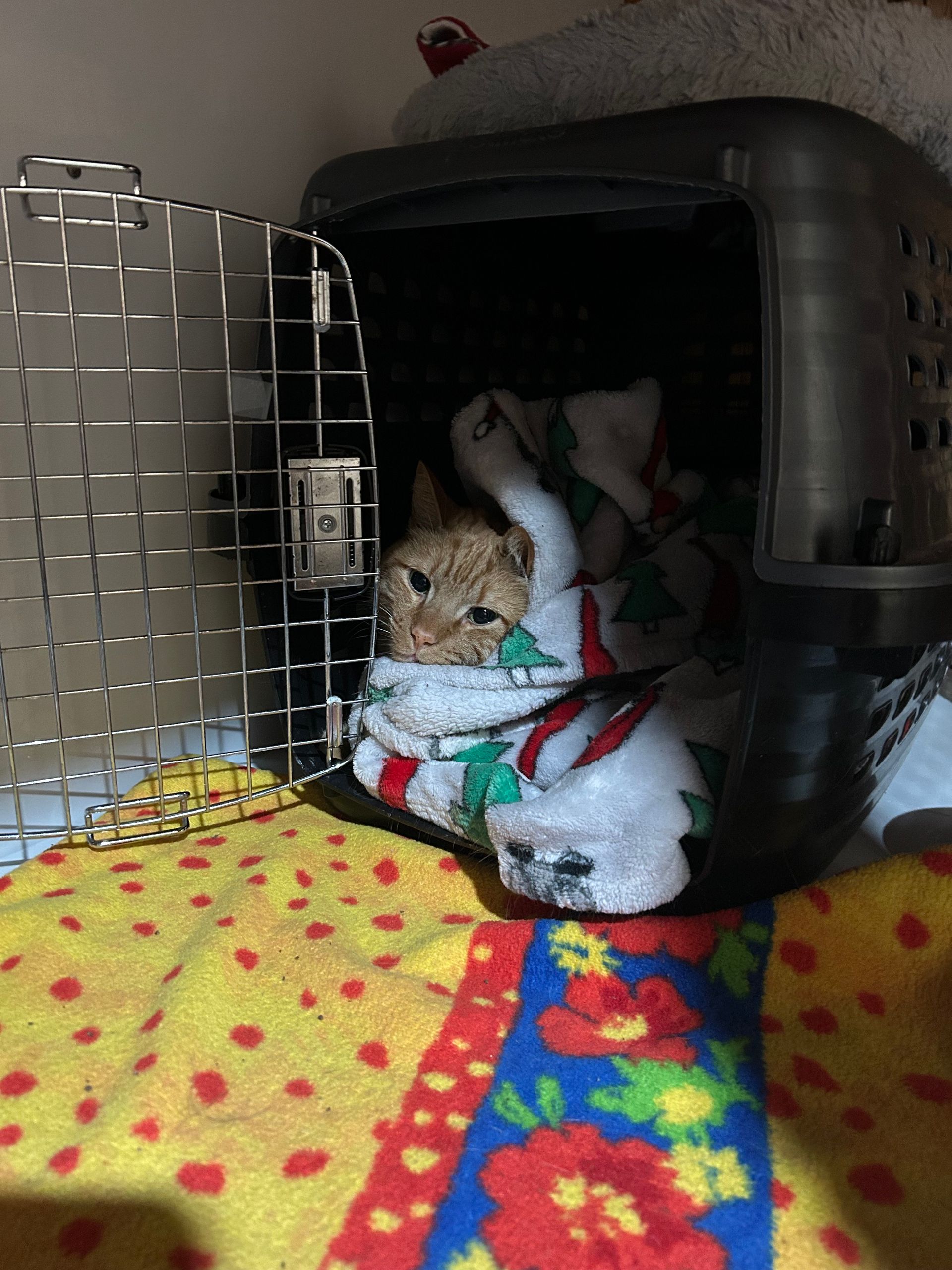 Cat wrapped in a towel inside a carrier, sitting on a colorful floral blanket.