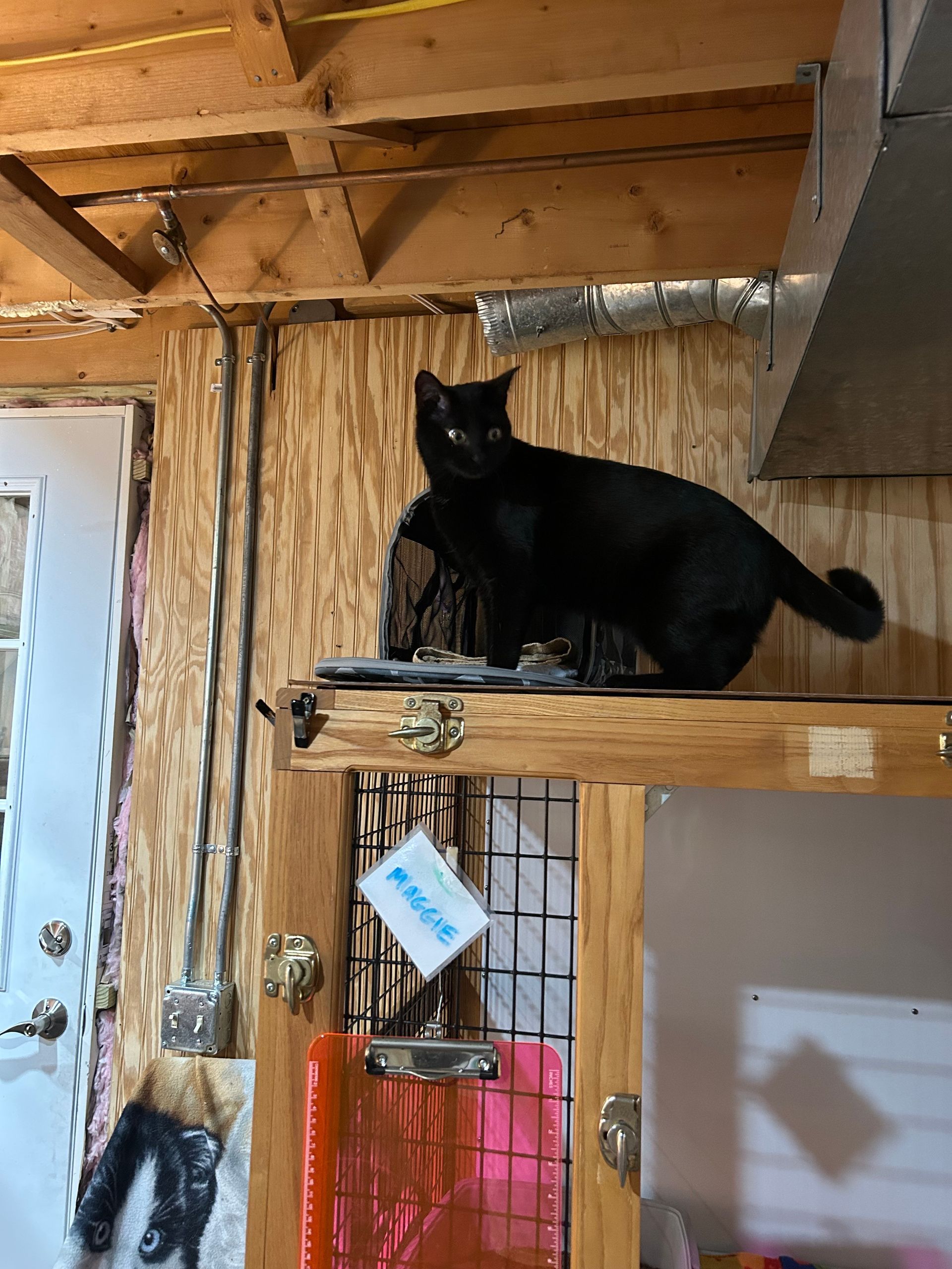 Black cat perched on a wooden cabinet in a room with wood paneling.