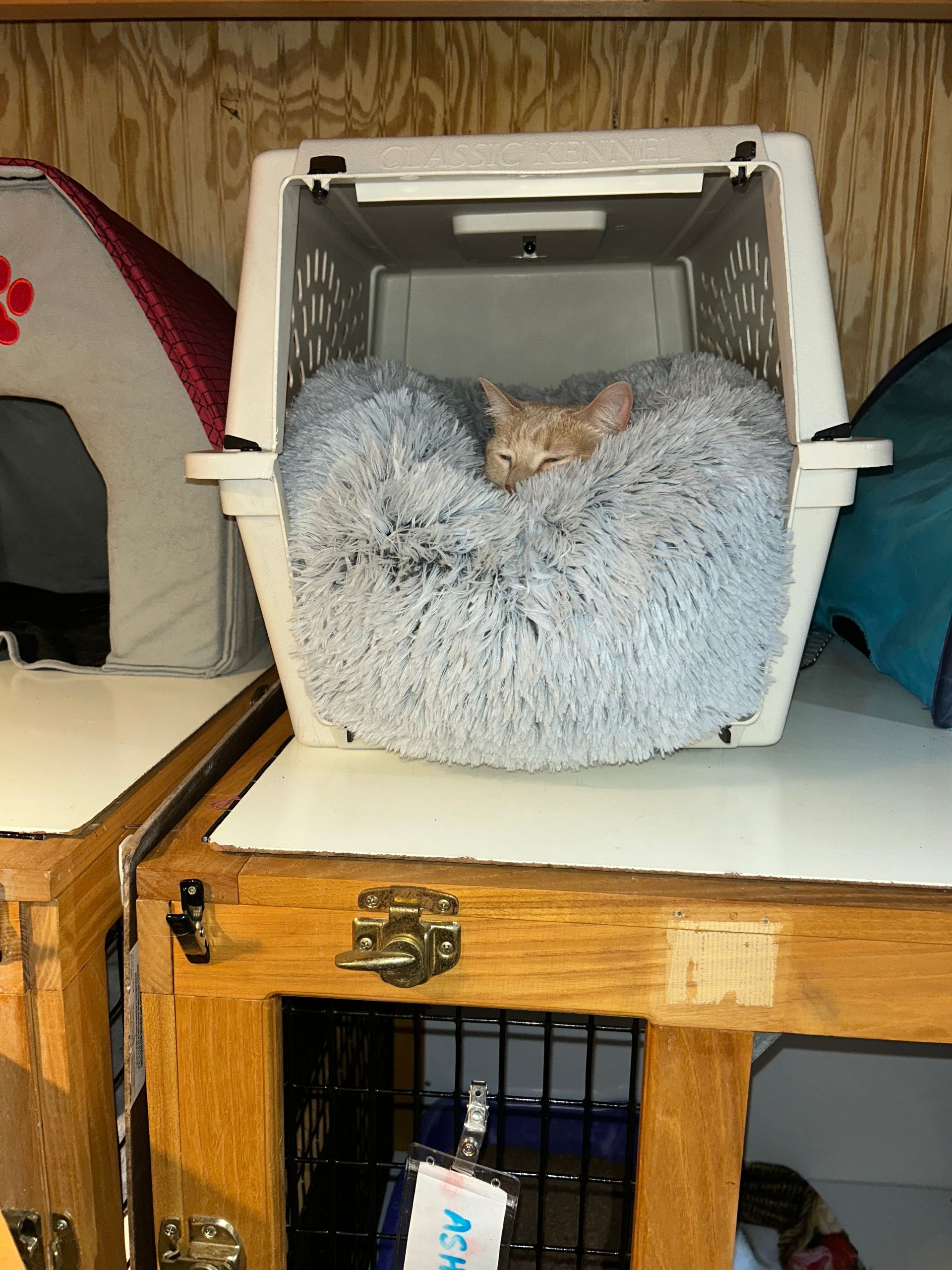 Orange kitten nestled in a fluffy gray bed inside a carrier on a wooden shelf.