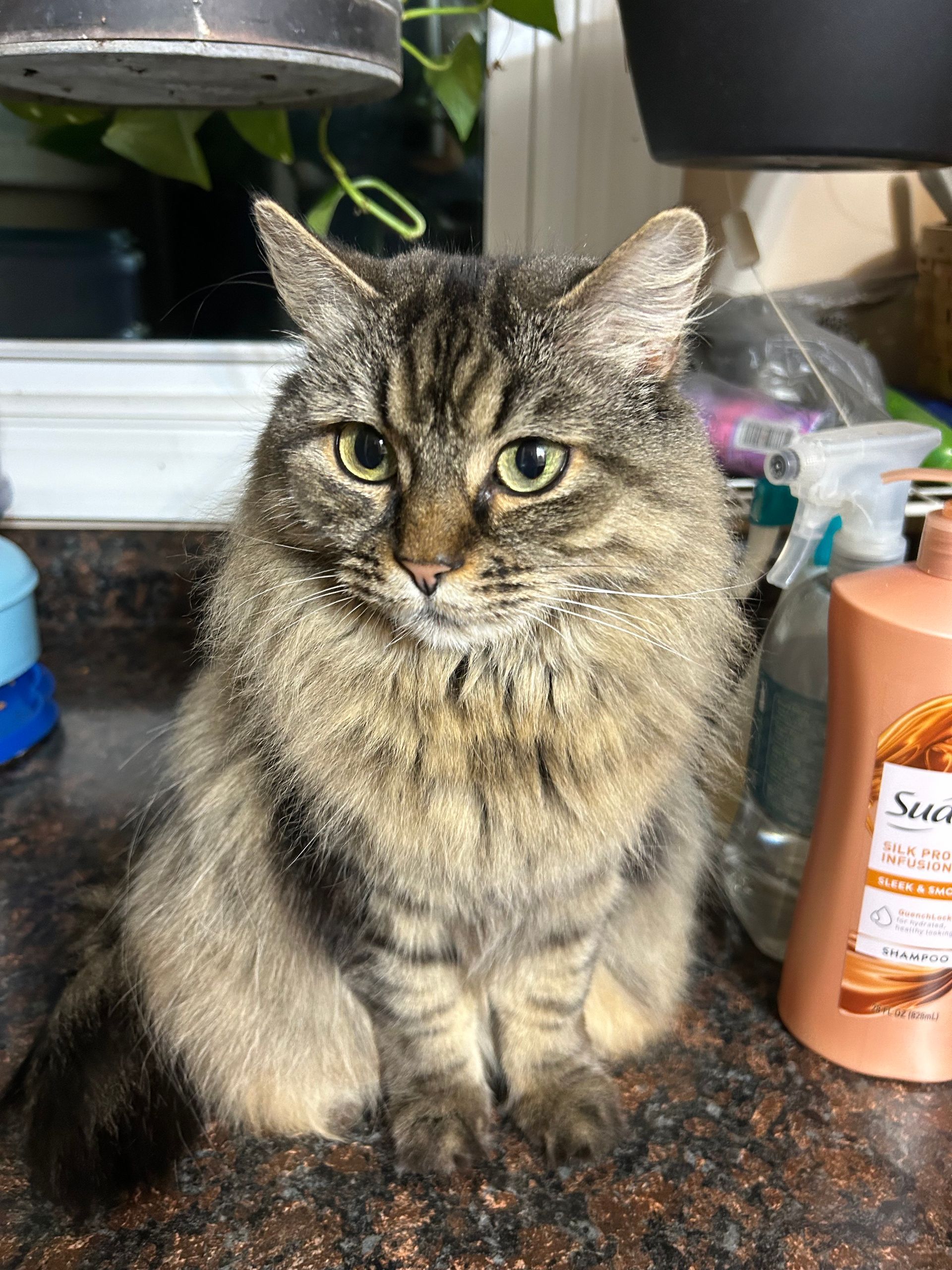 Fluffy tabby cat with green eyes sits on a countertop, looking at the camera.