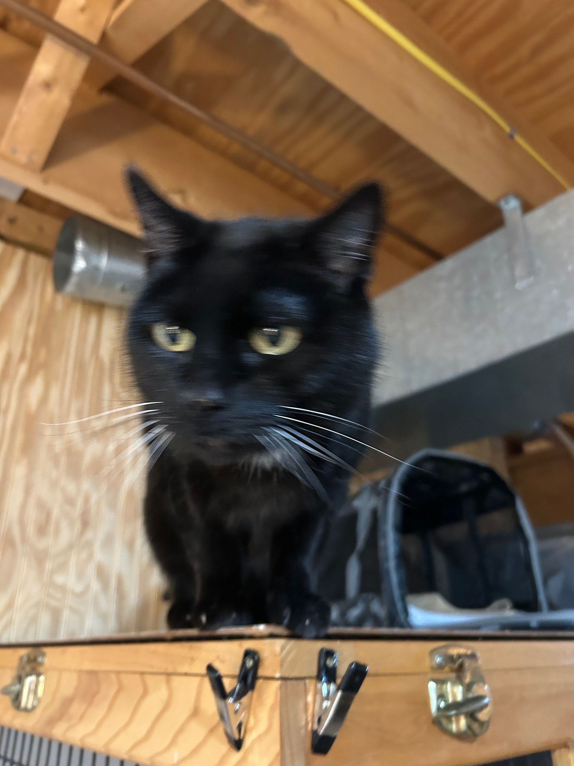 Black cat with yellow eyes, perched on a wooden box, looking directly at the viewer.