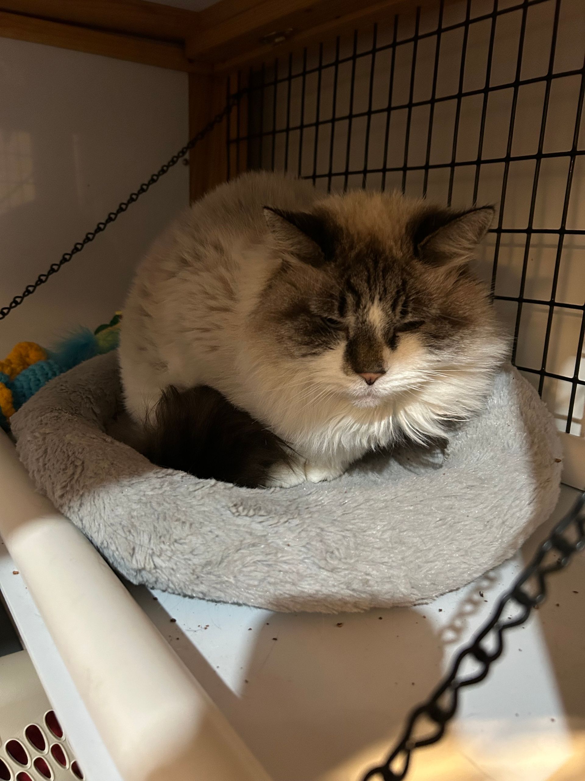 Cat with closed eyes in a grey bed, inside a cage. Tan and brown fur.