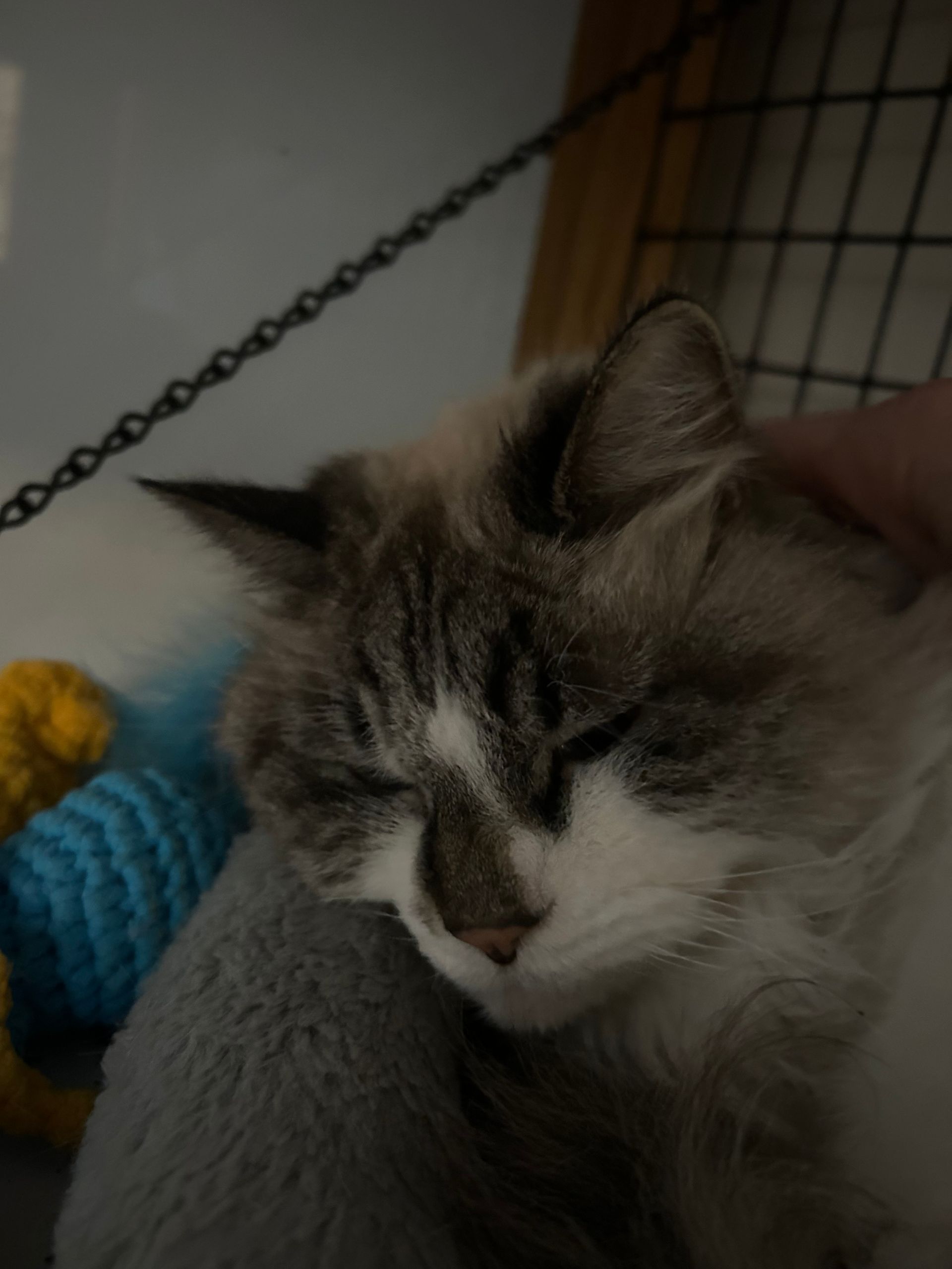 A sleeping cat with brown and white fur, resting on a gray pillow.