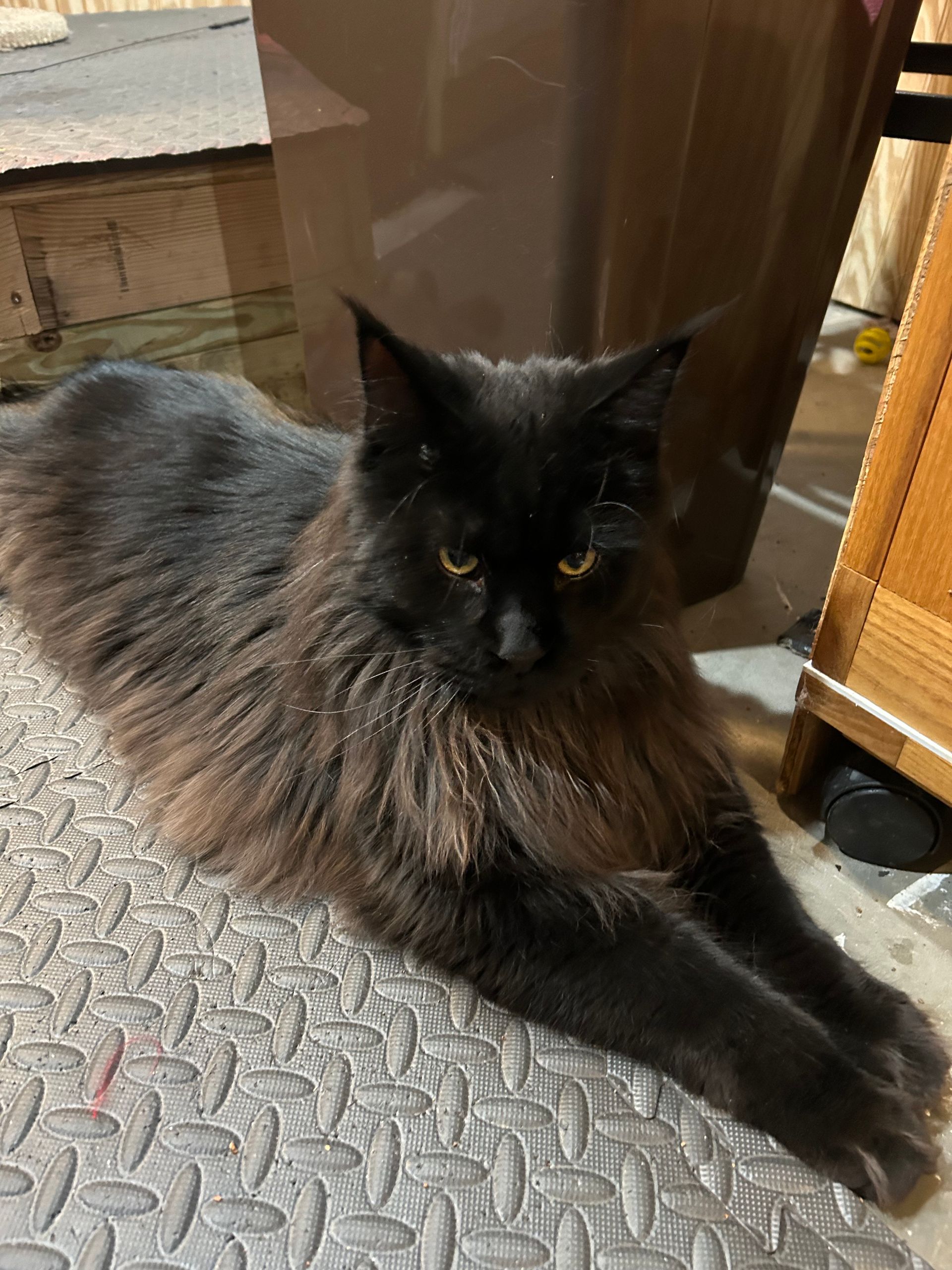 Long-haired black cat with gold eyes lying on a gray textured mat, looking towards the viewer.