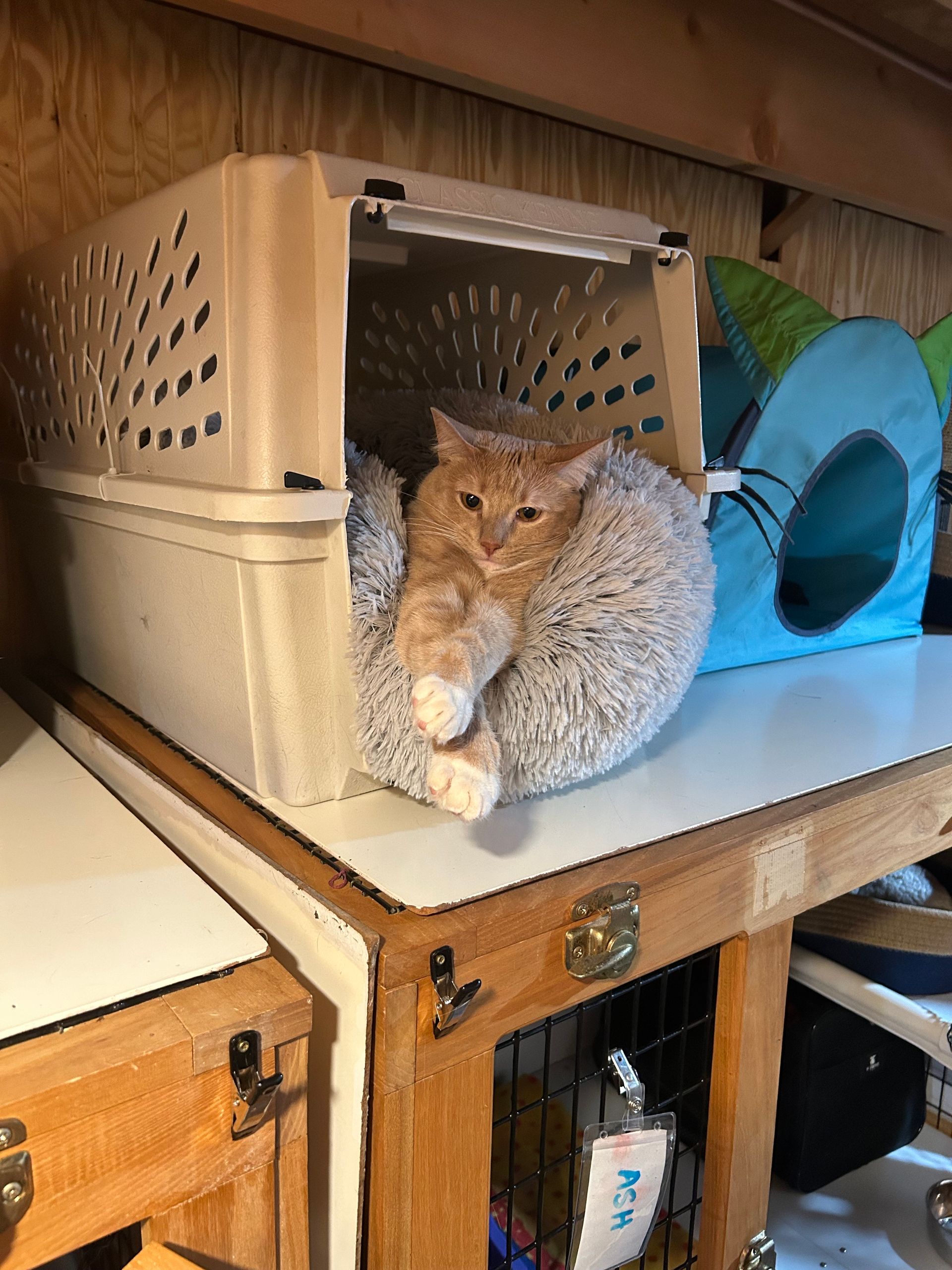 Orange cat in a pet carrier on a wooden shelf, looking at the camera.