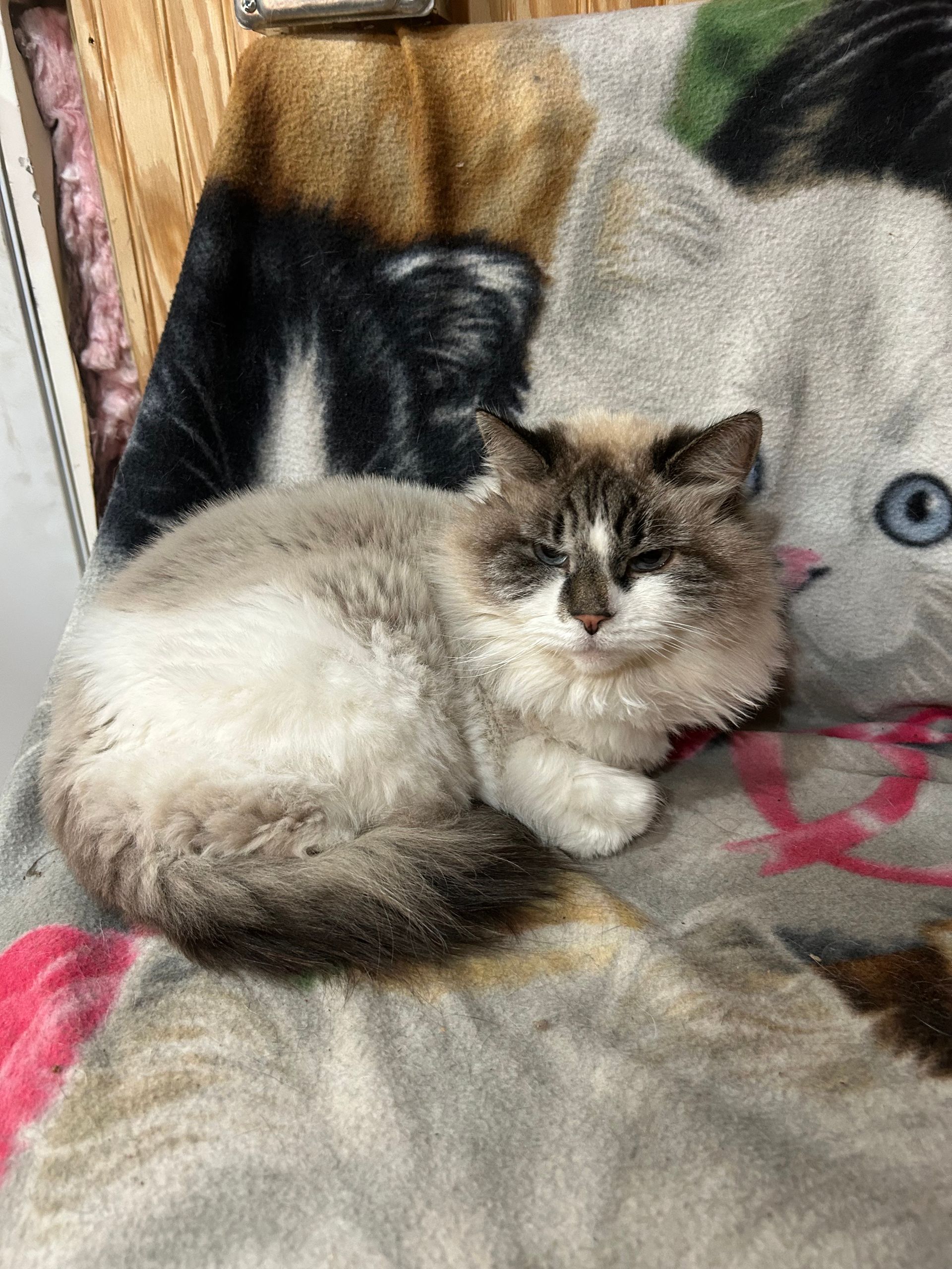 Fluffy cat with white and brown fur, resting on a cat-patterned blanket.
