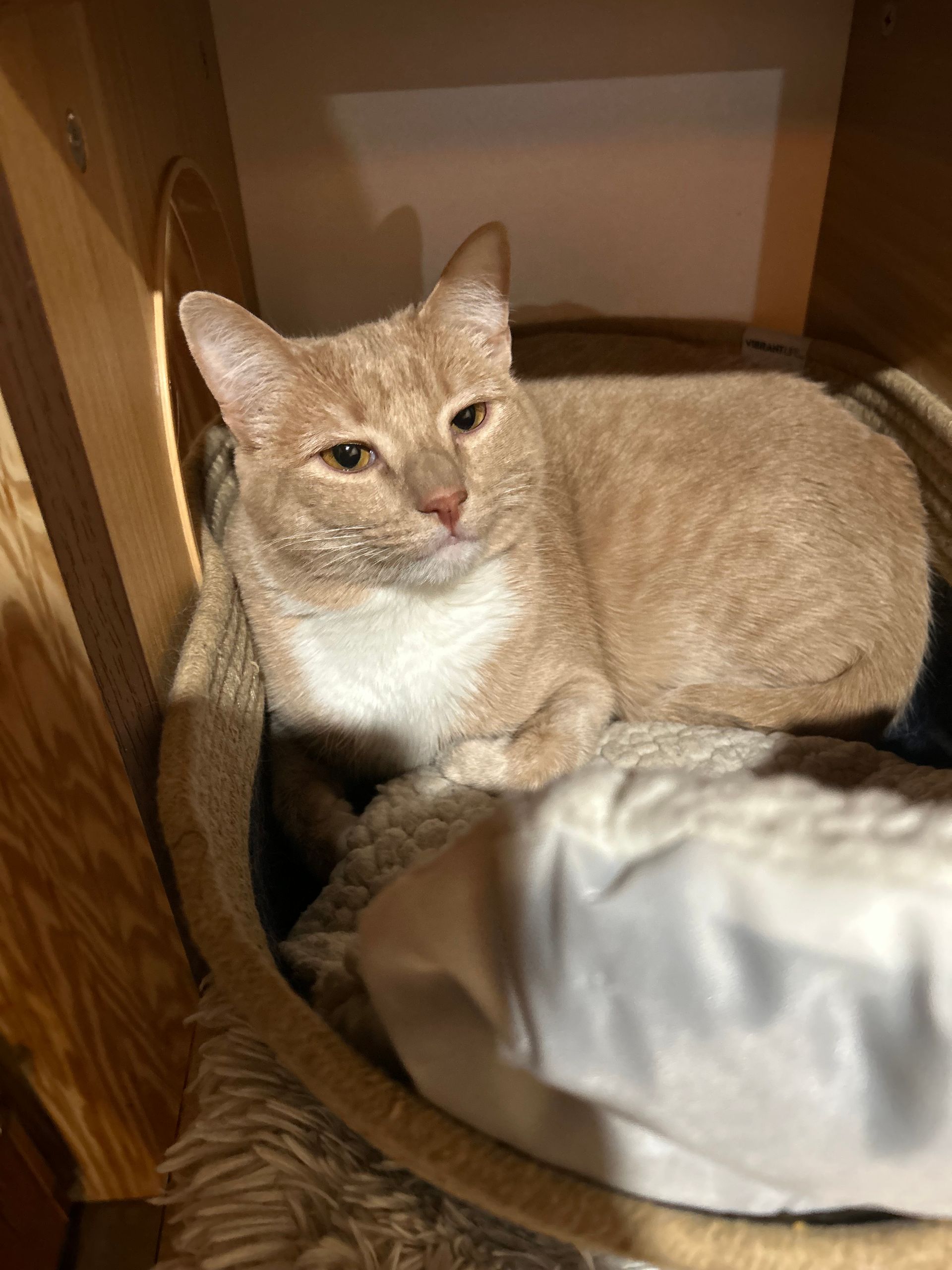 Orange tabby cat with white chest rests in a cozy bed.