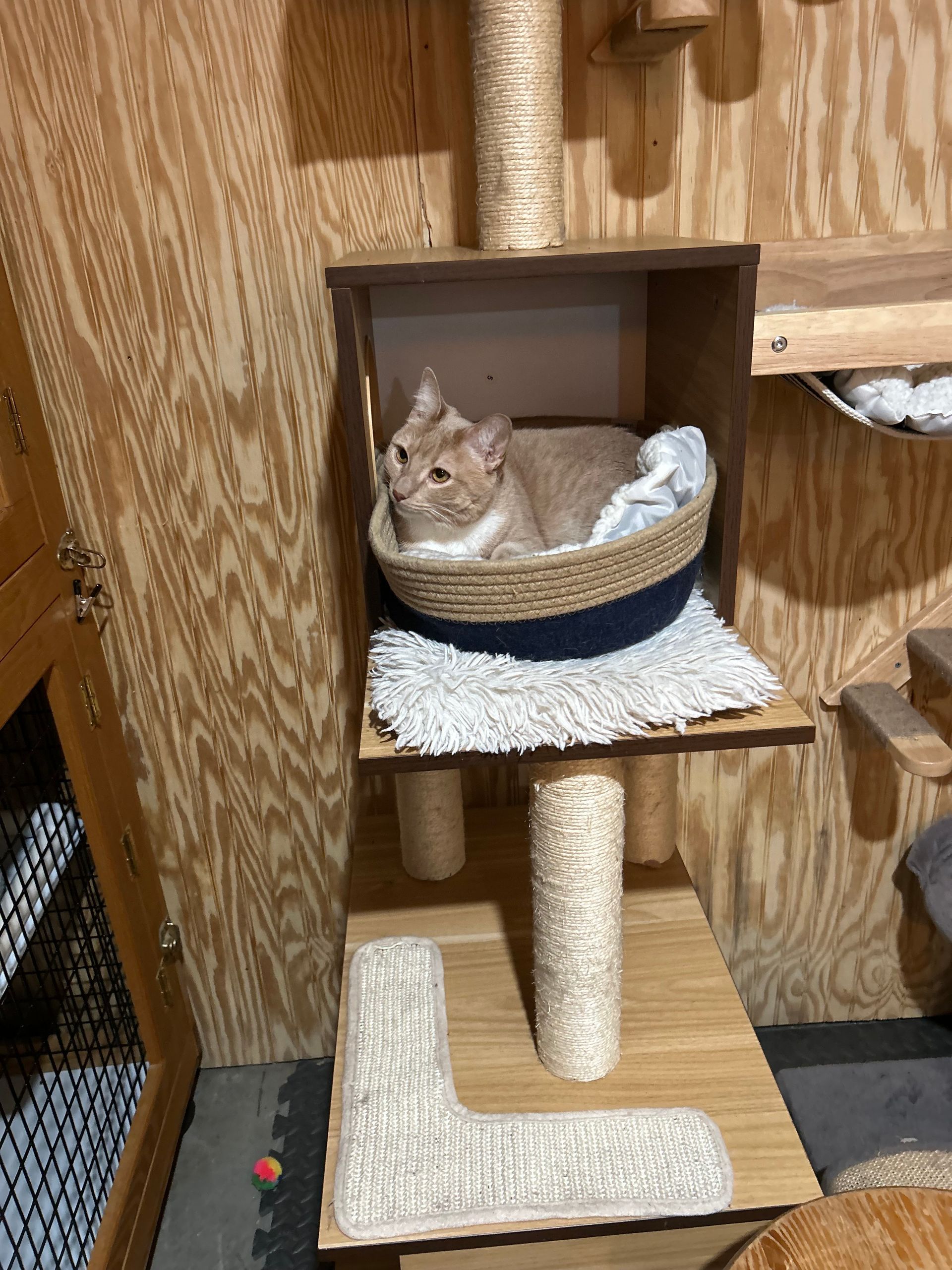 Cat in a wooden cat tree enclosure, resting in a woven bed on a fluffy white cushion.