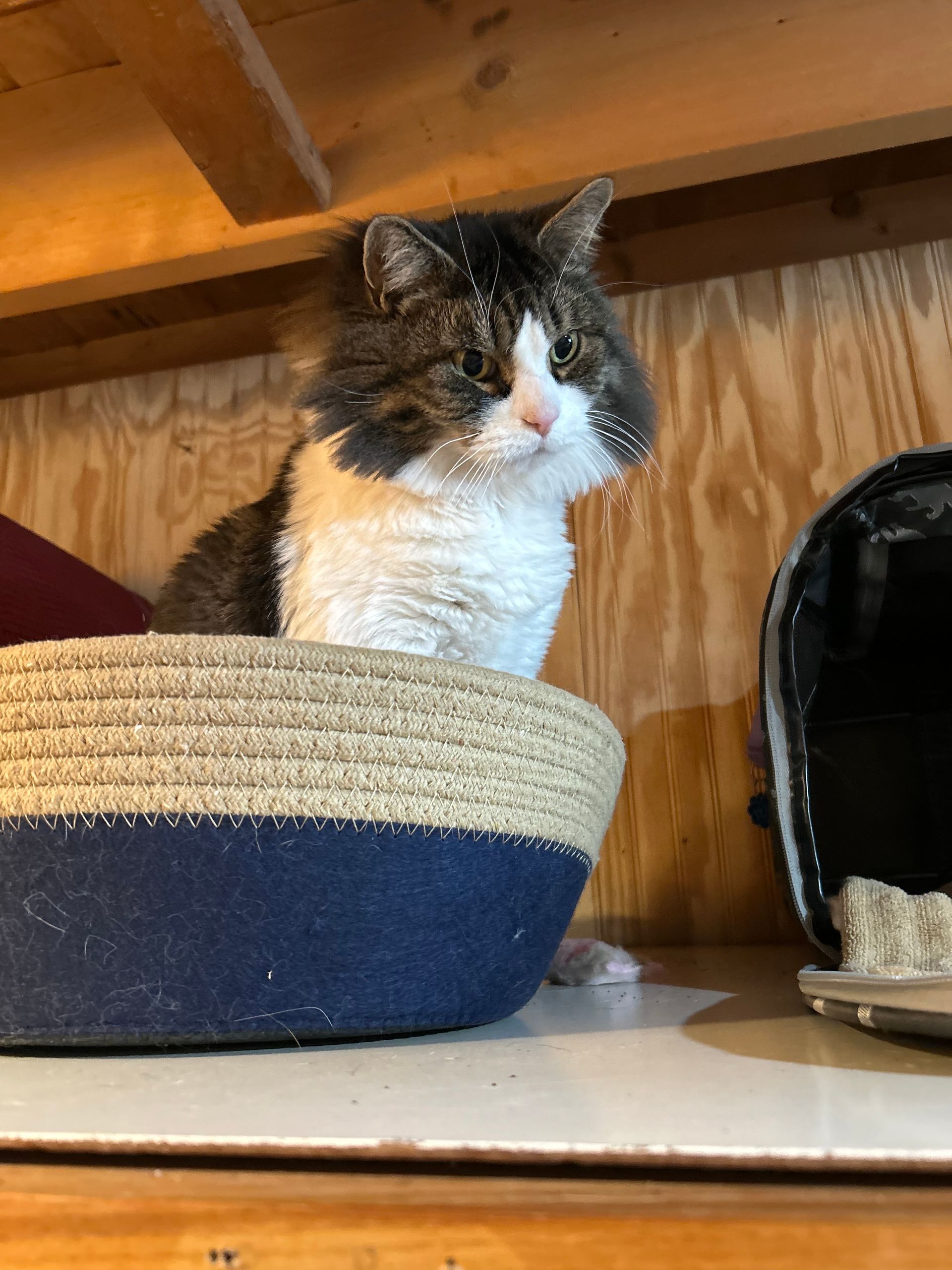 Cat with black and white fur sits in a blue and beige basket on a shelf.