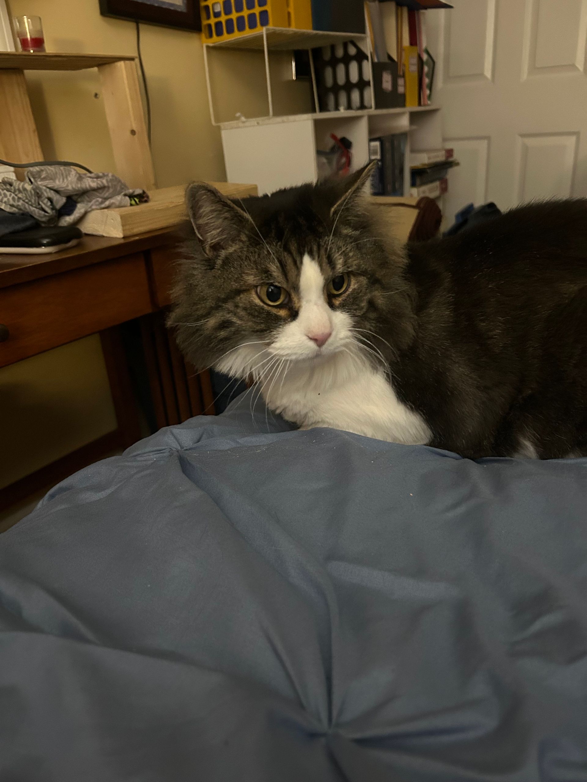 Fluffy cat with white chest and nose on blue comforter. In a bedroom.