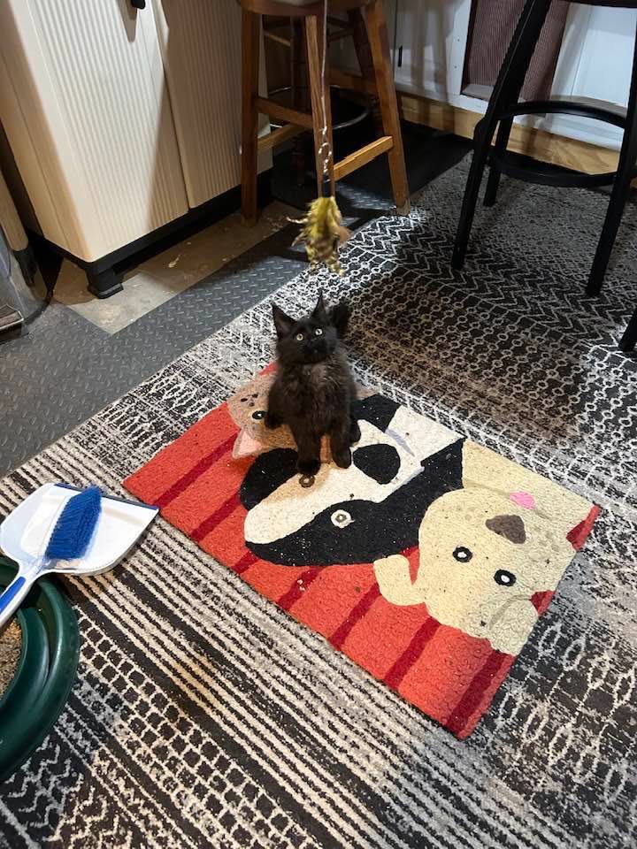 Black kitten standing on a doormat with a badger and dog design, toy overhead, indoor setting.
