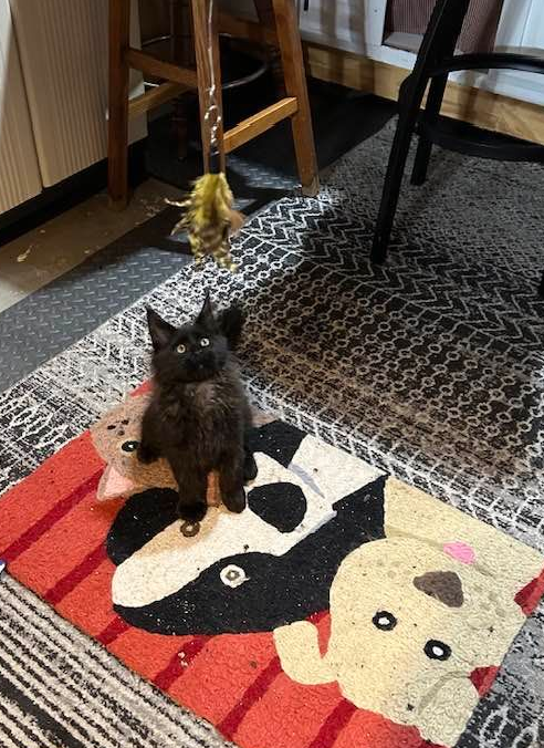 Orange tabby cat lounging on floor with a toy, in a bright room.