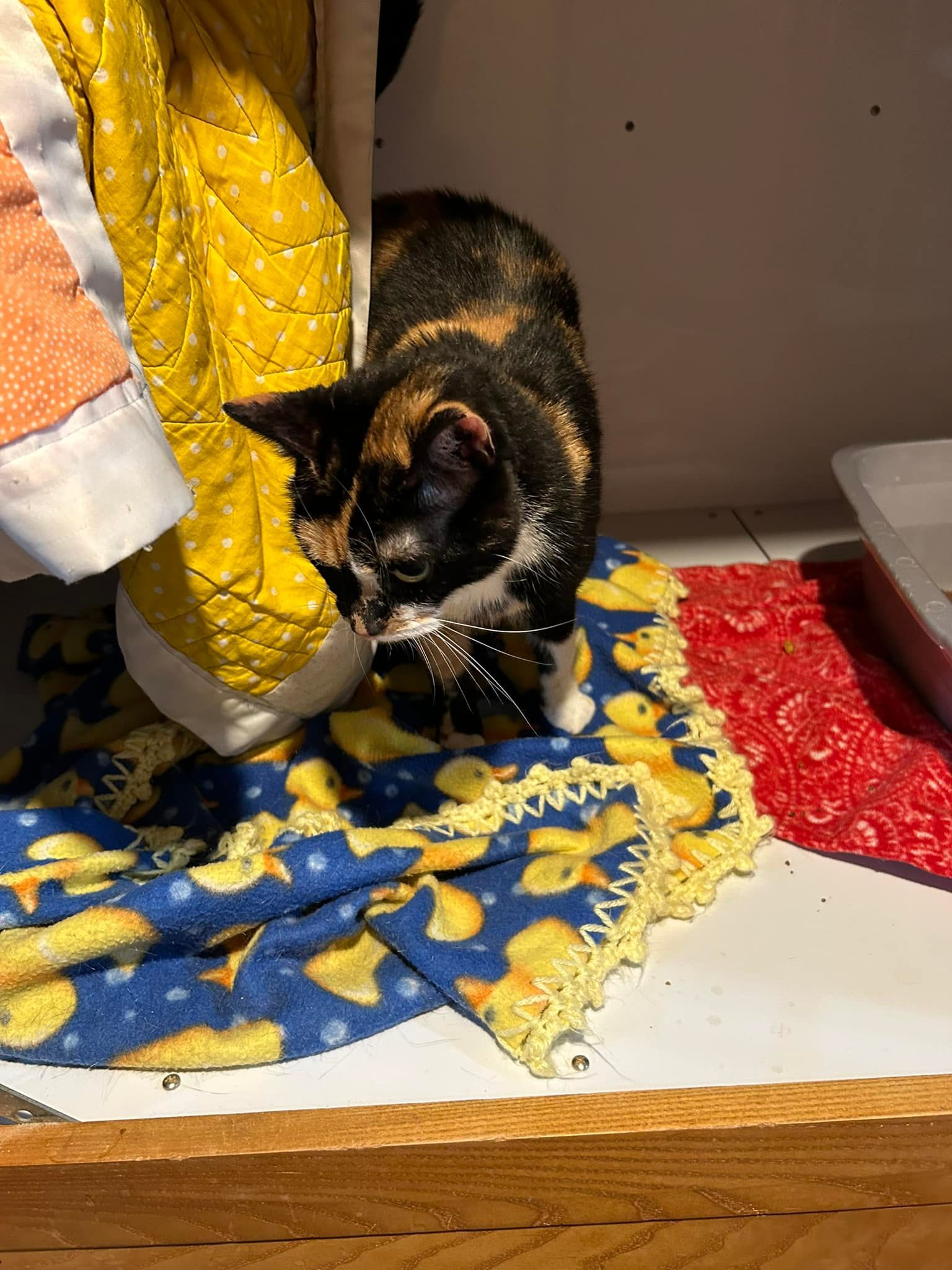 Calico cat on a blue blanket with yellow ducks, near a yellow garment, and a red surface.