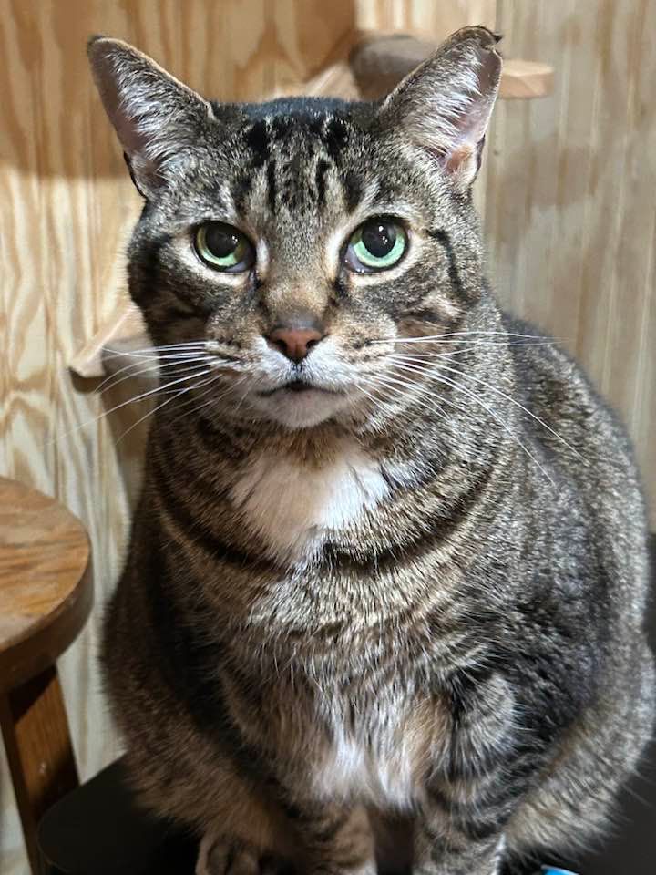 Silver tabby cat, licking its lips, lying on a white surface, looking up.