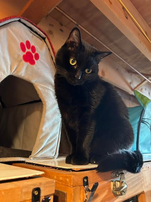 Black cat with yellow eyes, sits atop a wooden box, near a pet house with a red paw print.