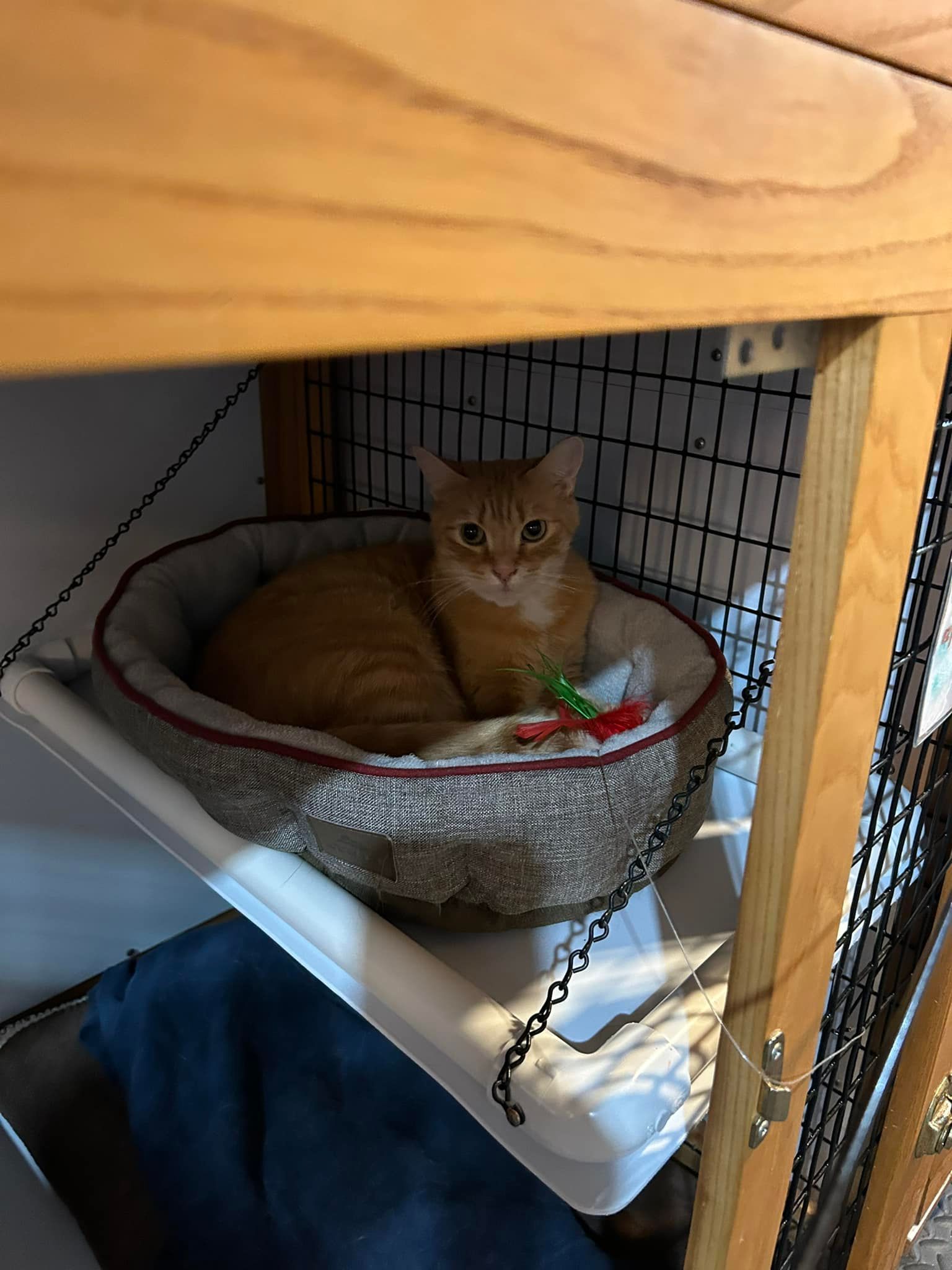 Orange tabby cat resting in a hanging bed within a wooden structure.