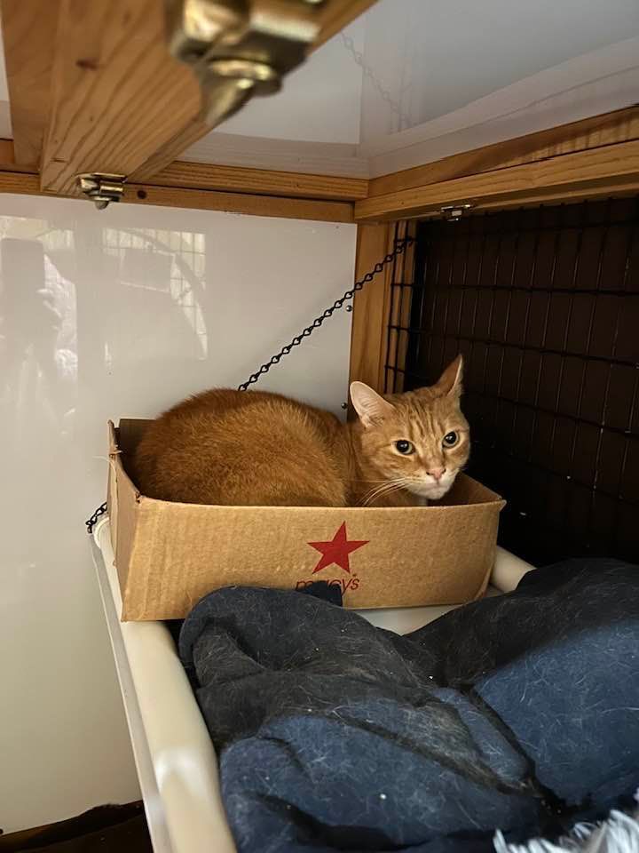 Orange cat resting in a cardboard box on a shelf, eyes open, indoor setting.