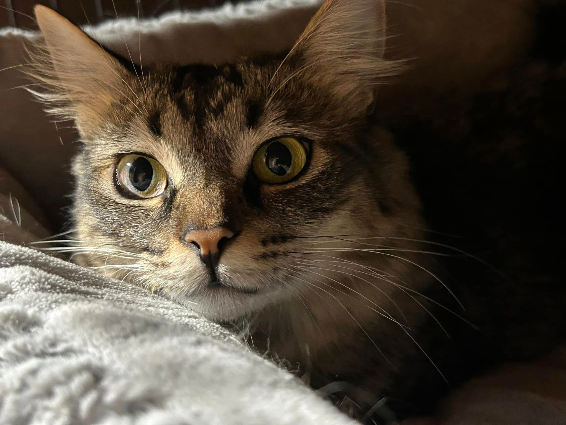 Cat being examined by gloved hands at a vet's office.