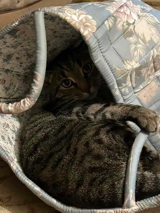 Tabby cat curled inside a floral blue quilted cat bed, looking directly at the camera.