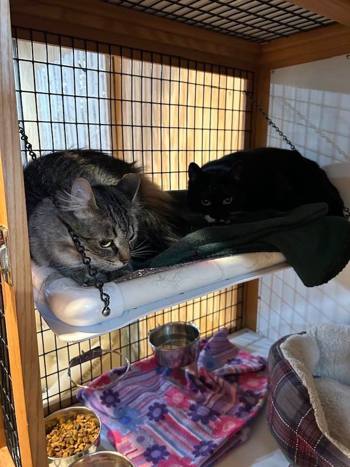 Two cats resting on a shelf in a cage; one tabby, one black.