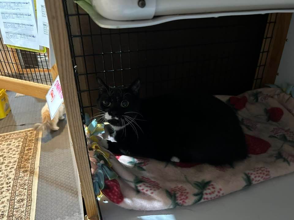 Black and white cat resting inside a cage on a patterned blanket.