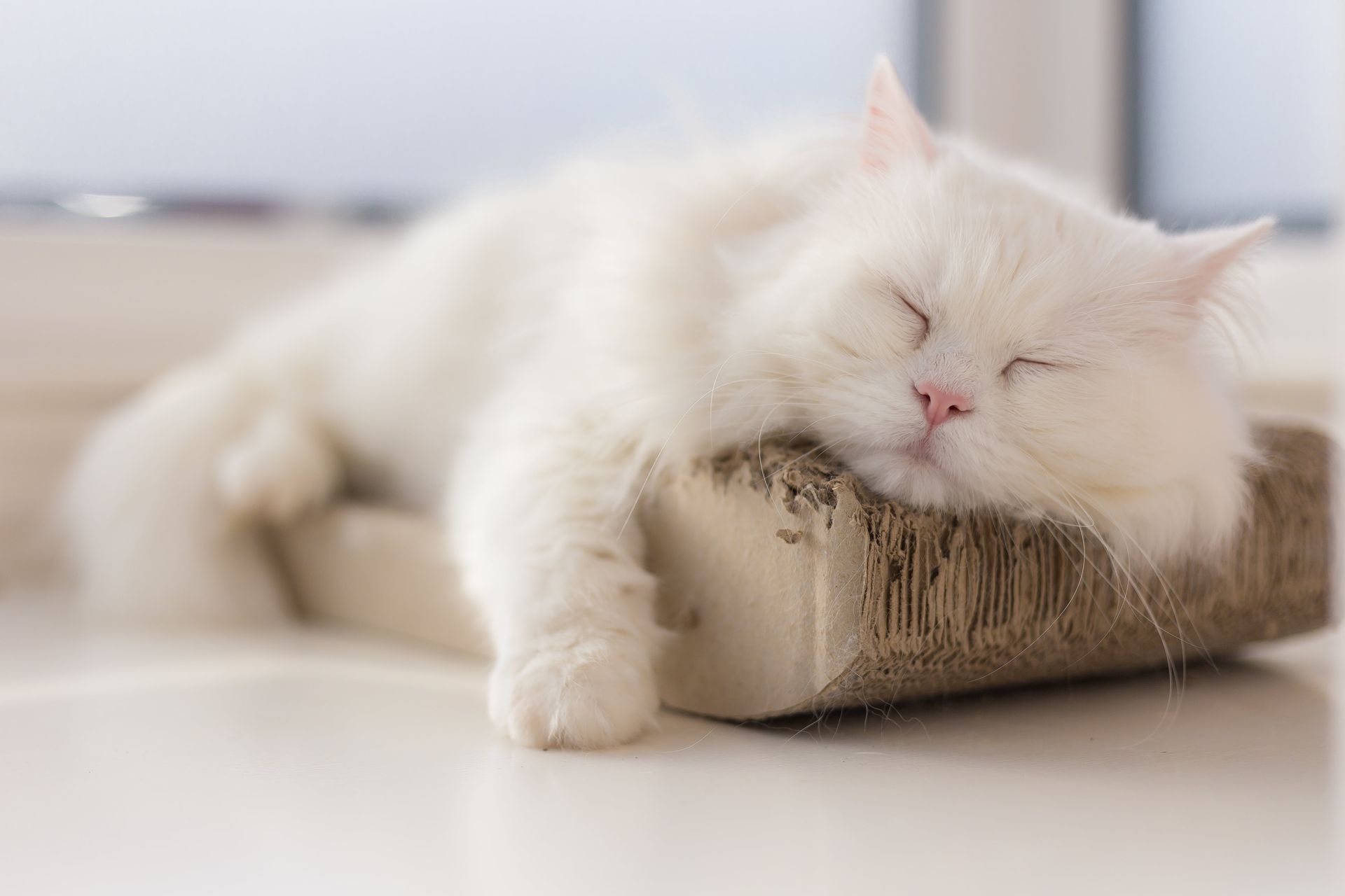 White cat asleep on a cardboard scratcher, resting near a window.