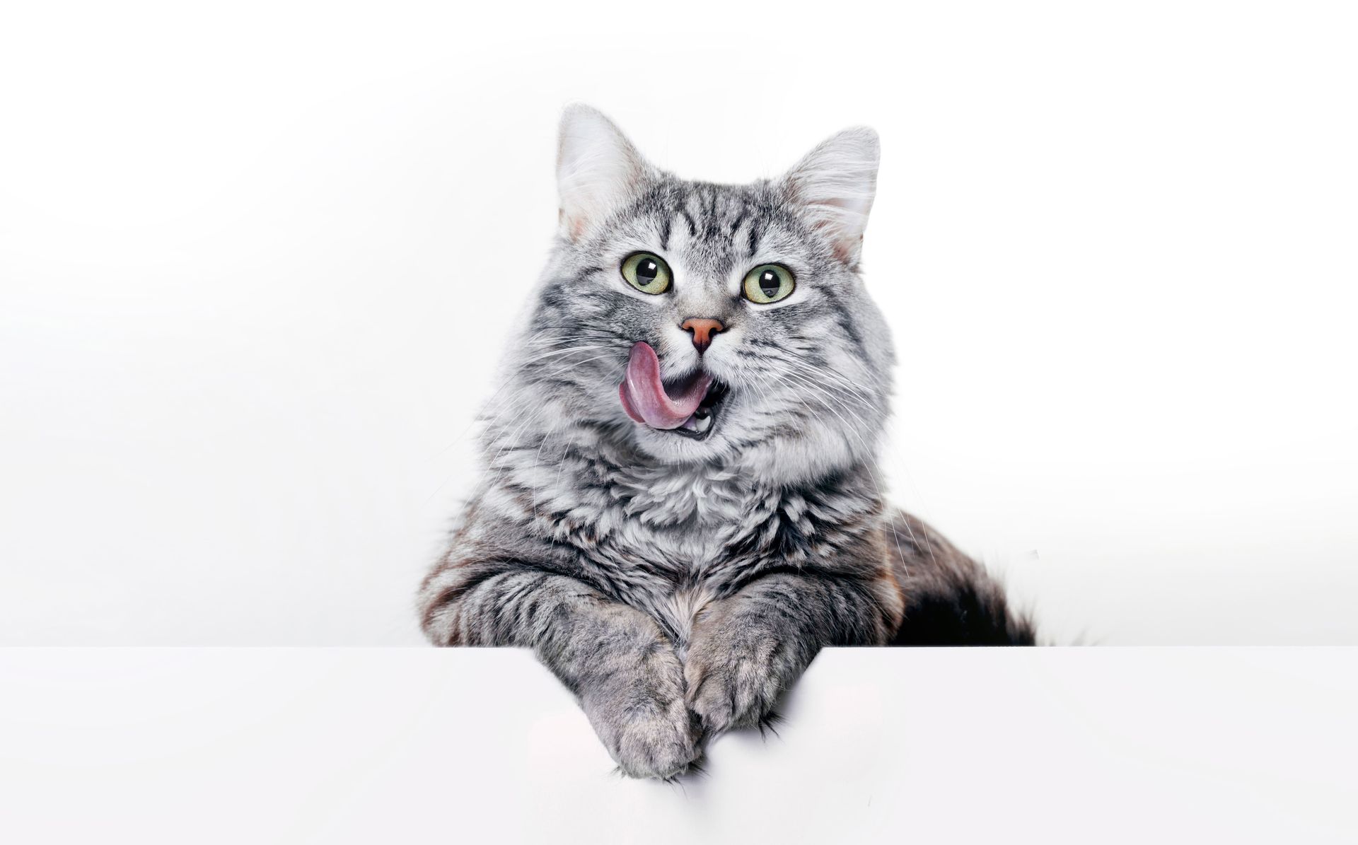 Silver tabby cat, licking its lips, lying on a white surface, looking up.