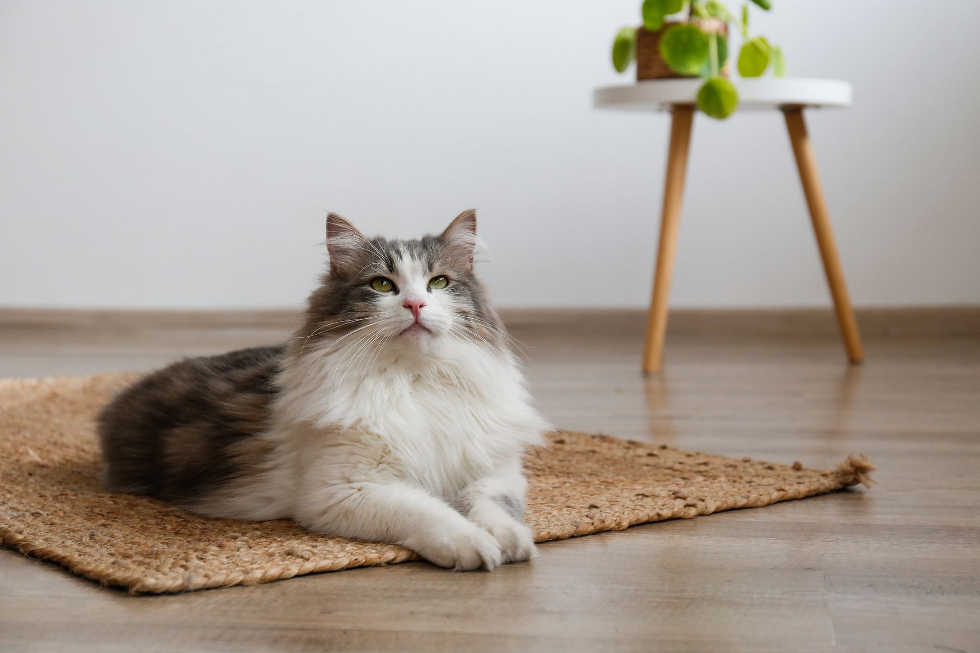 Fluffy cat with grey and white fur lies on a jute mat, looking upwards; small side table with plant in background.
