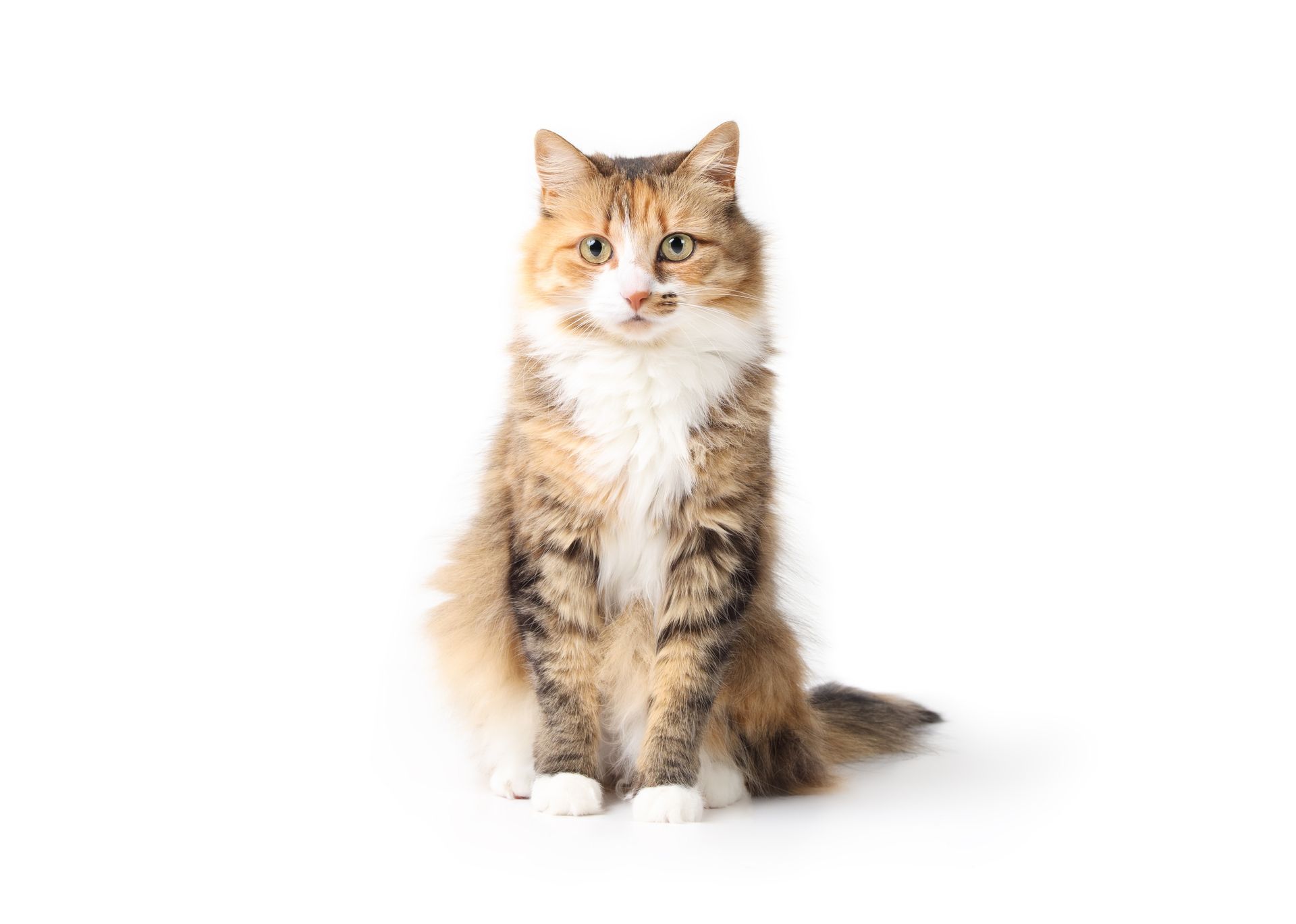Calico cat with long fur, seated upright against a white background.