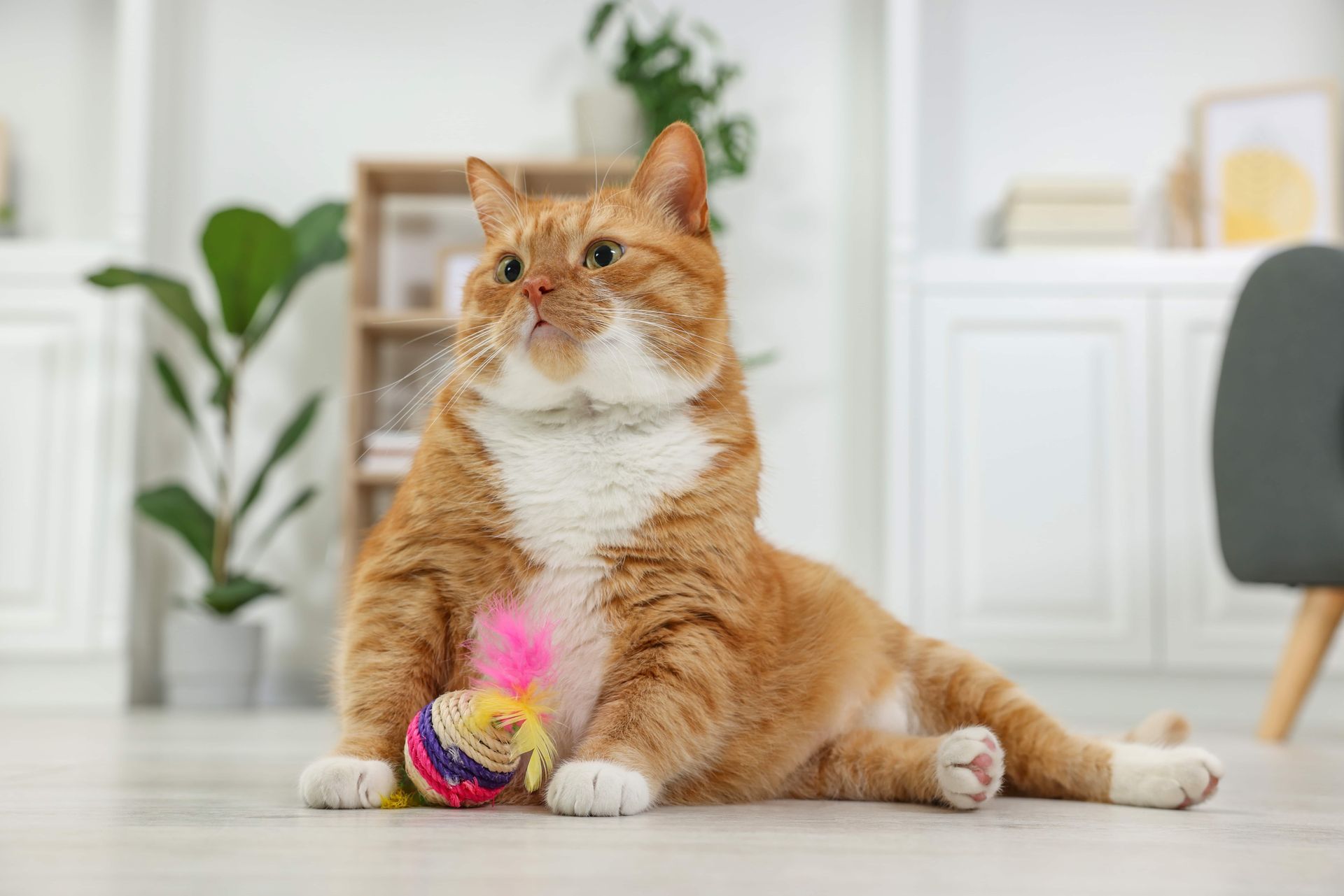 Orange tabby cat lounging on floor with a toy, in a bright room.