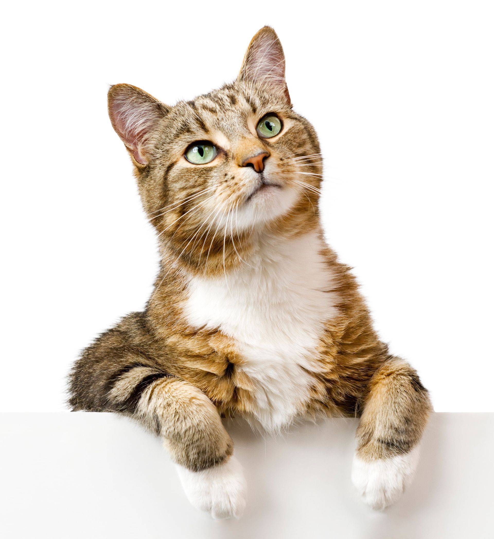 Tabby cat with green eyes looking upwards, paws resting on a white surface.