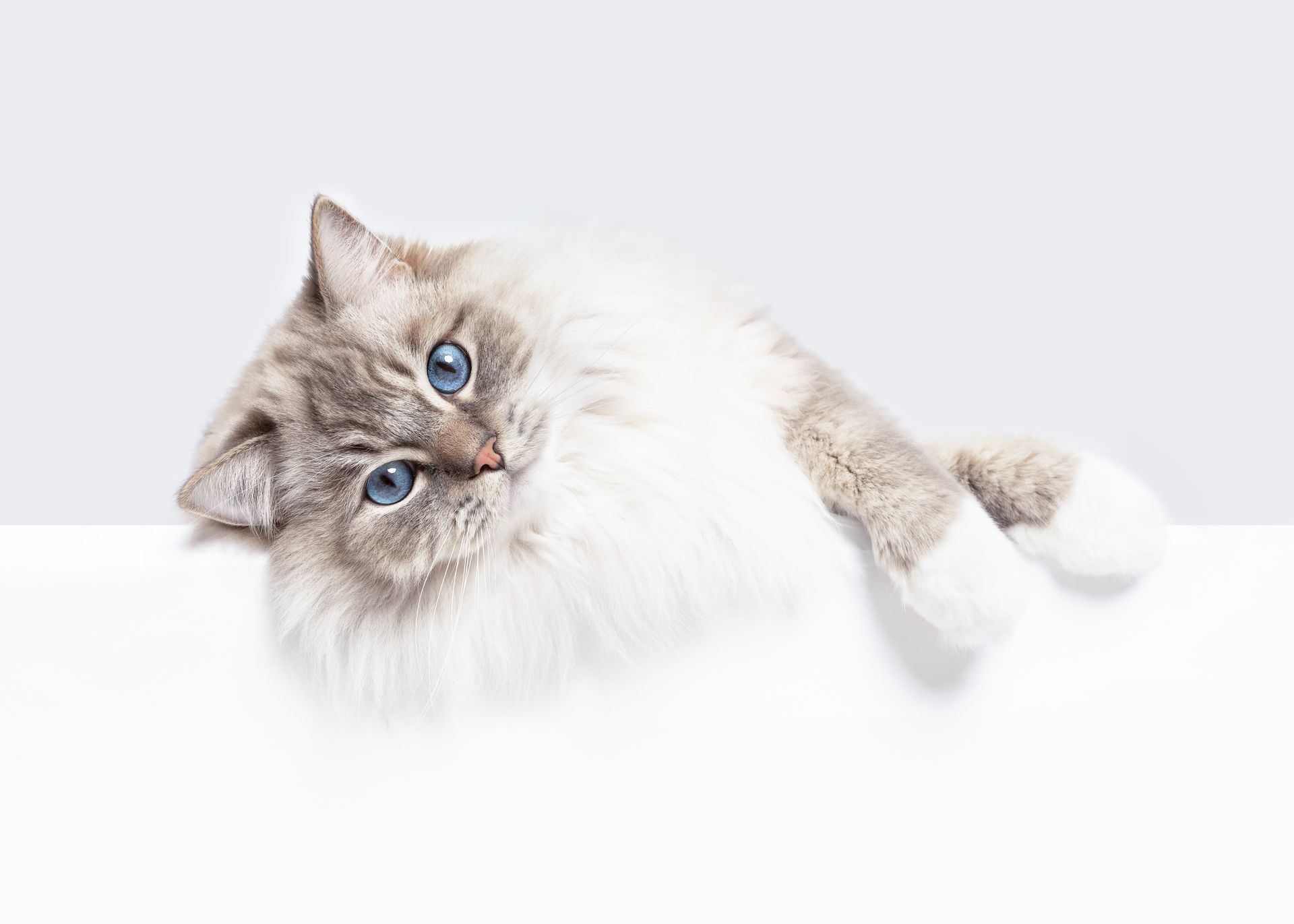 Fluffy, light-colored cat with blue eyes peeking over a white surface.