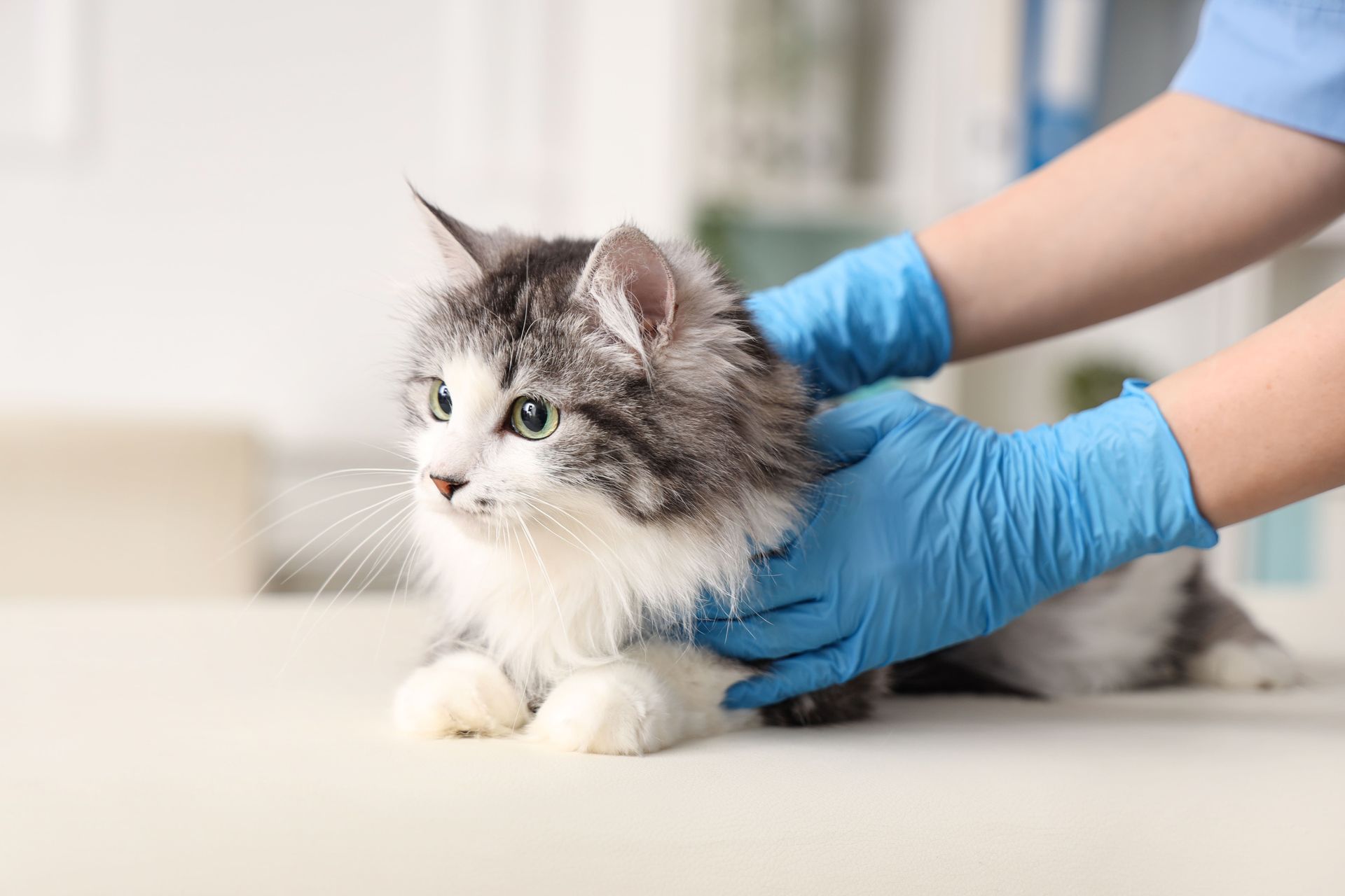 Cat being examined by gloved hands at a vet's office.