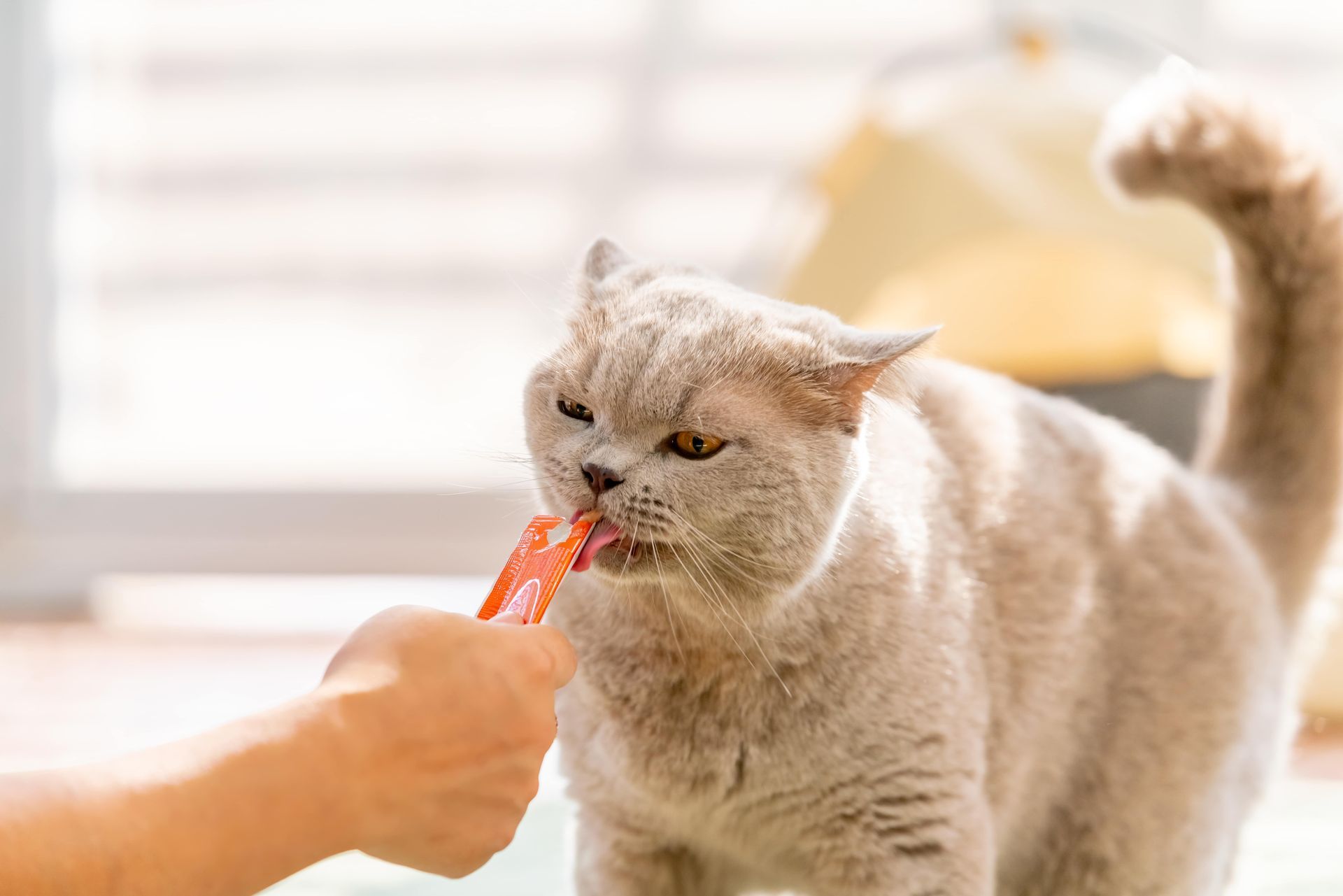 A gray cat eating a treat held by a person's hand, indoors.