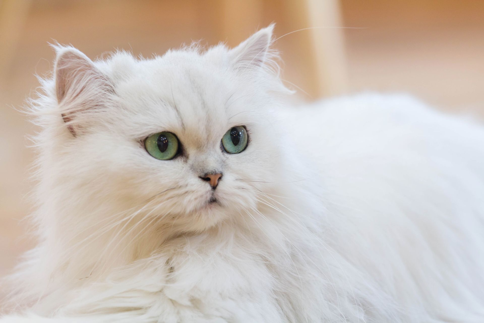 White Persian cat with long fur and green eyes, indoors.