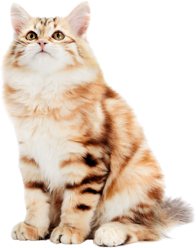 Fluffy tabby cat with golden fur, sitting and looking upwards.
