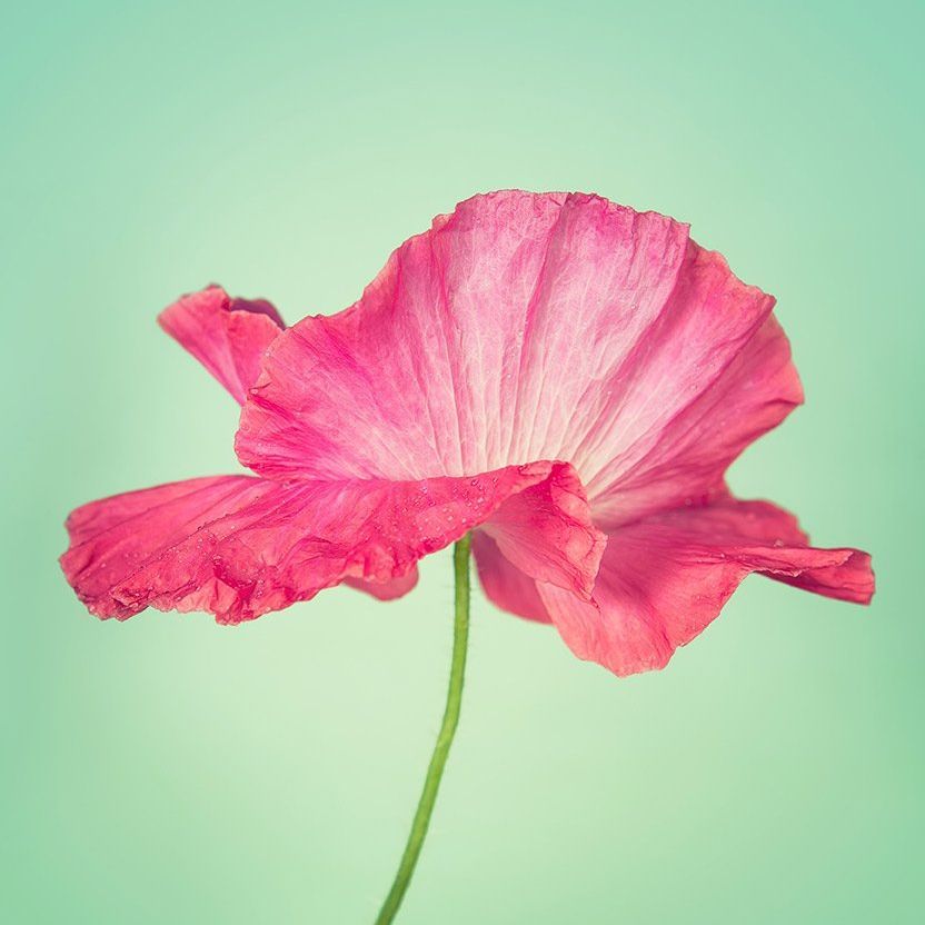 A close up of a pink flower on a green background.