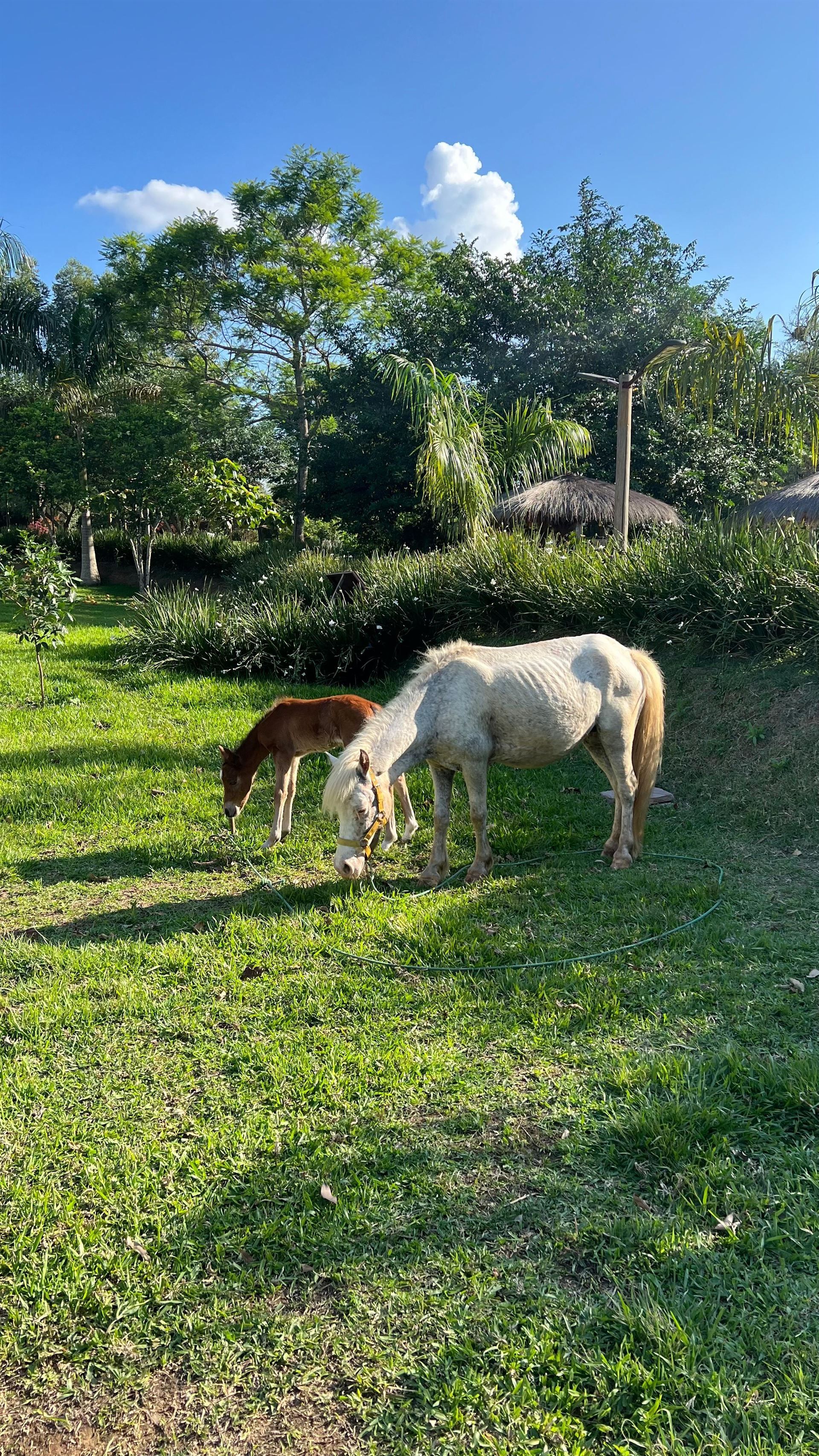 Dos caballos están pastando en un campo de hierba.