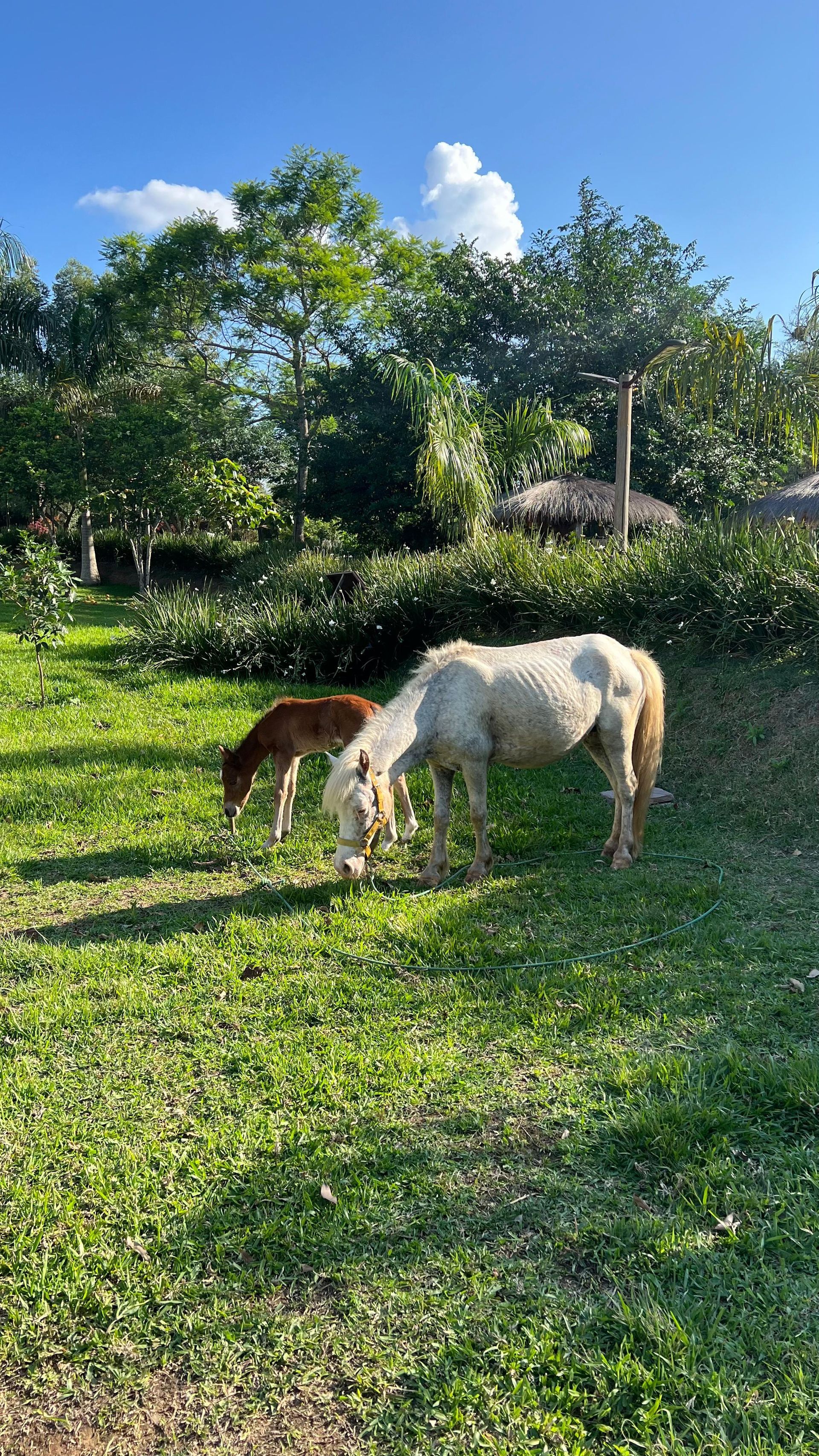 Dos caballos están pastando en un campo de hierba.