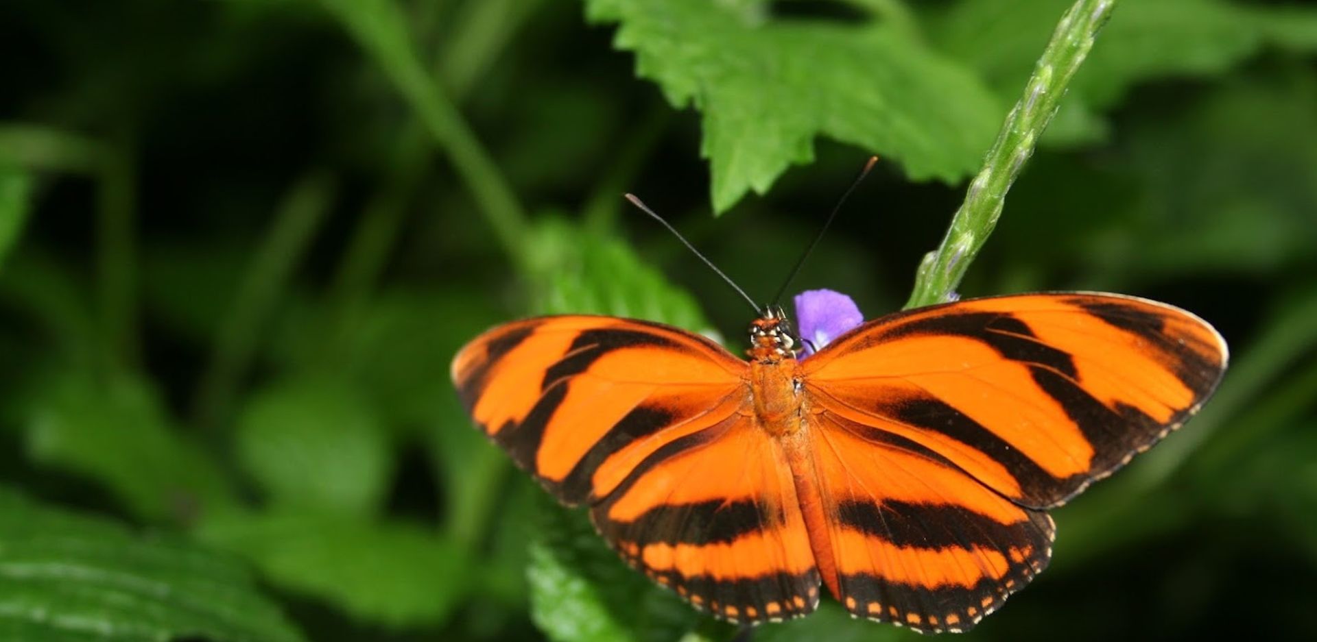 Niagara's Butterfly Conservatory