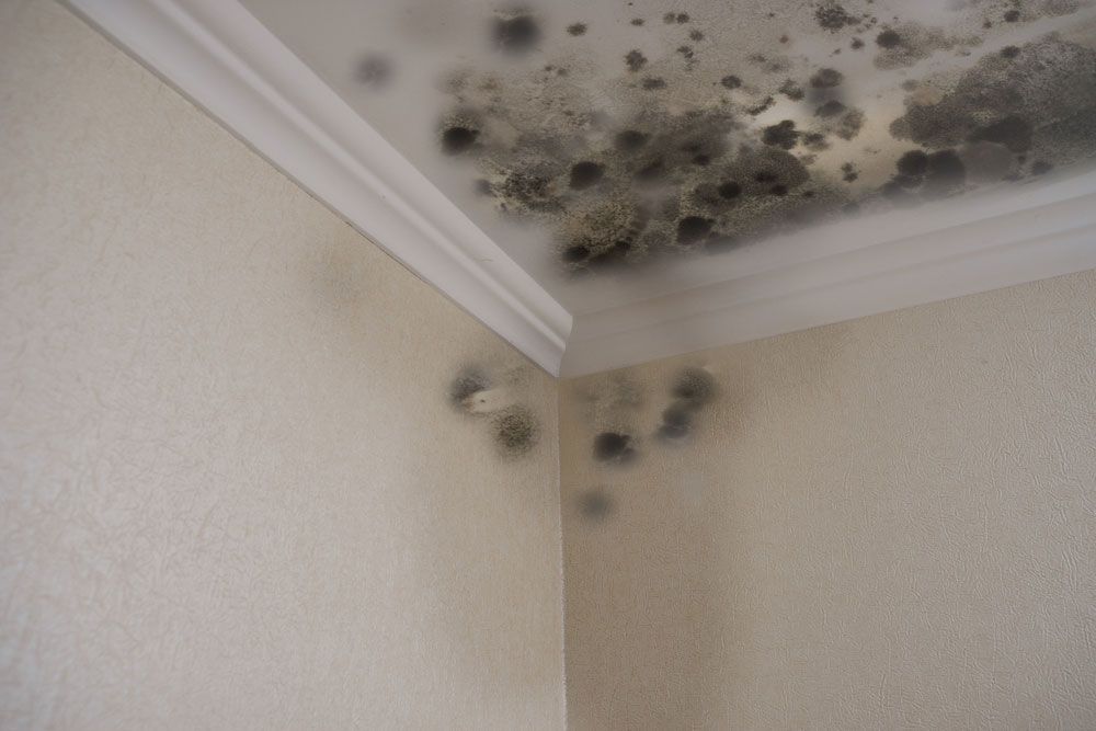 Mold growth on a ceiling and wall corner, with visible dark patches.