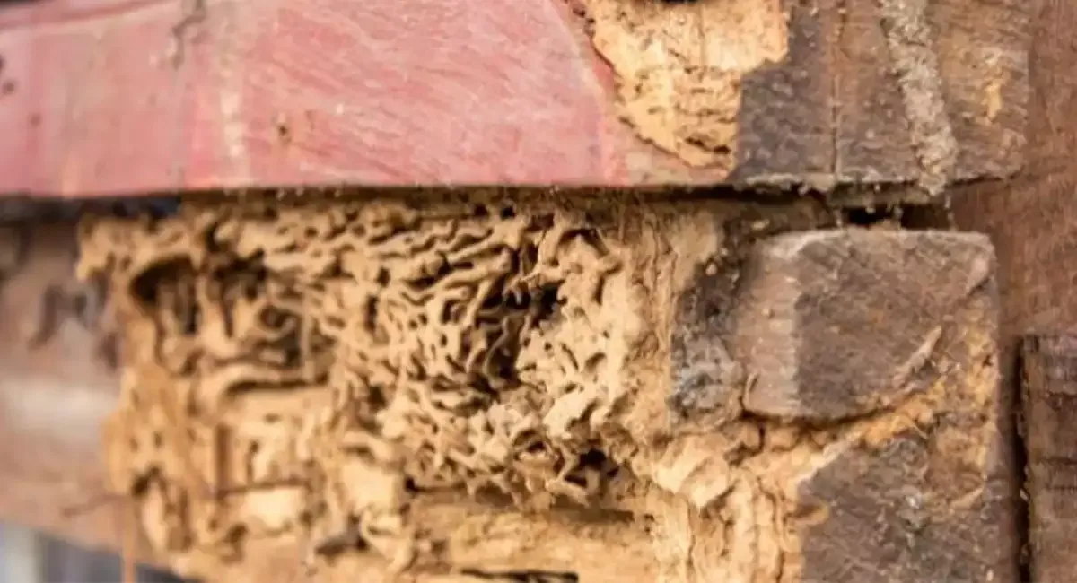 Termite-damaged wooden structure with visible tunnels, likely in an outdoor setting.