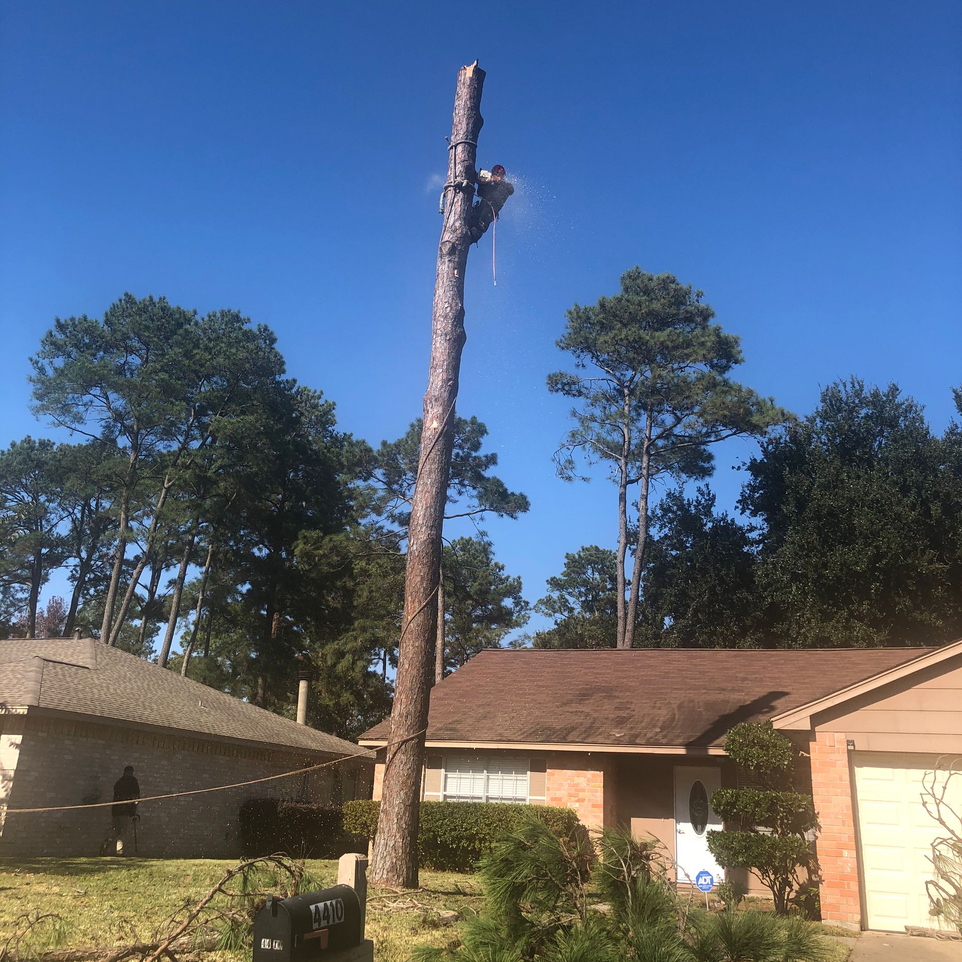 A tall, bare tree trunk stands between suburban houses under a clear blue sky.