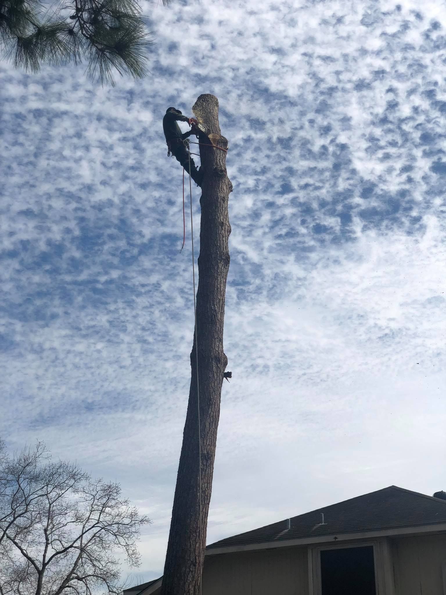 Tall cut tree trunk against a cloudy sky beside a house roofline.