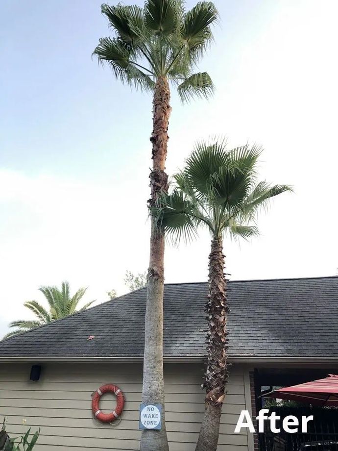 Two tall palm trees beside a house with a shingled roof and a red life ring on the wall.