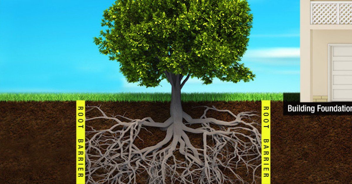The roots of a tree are shown with a building in the background