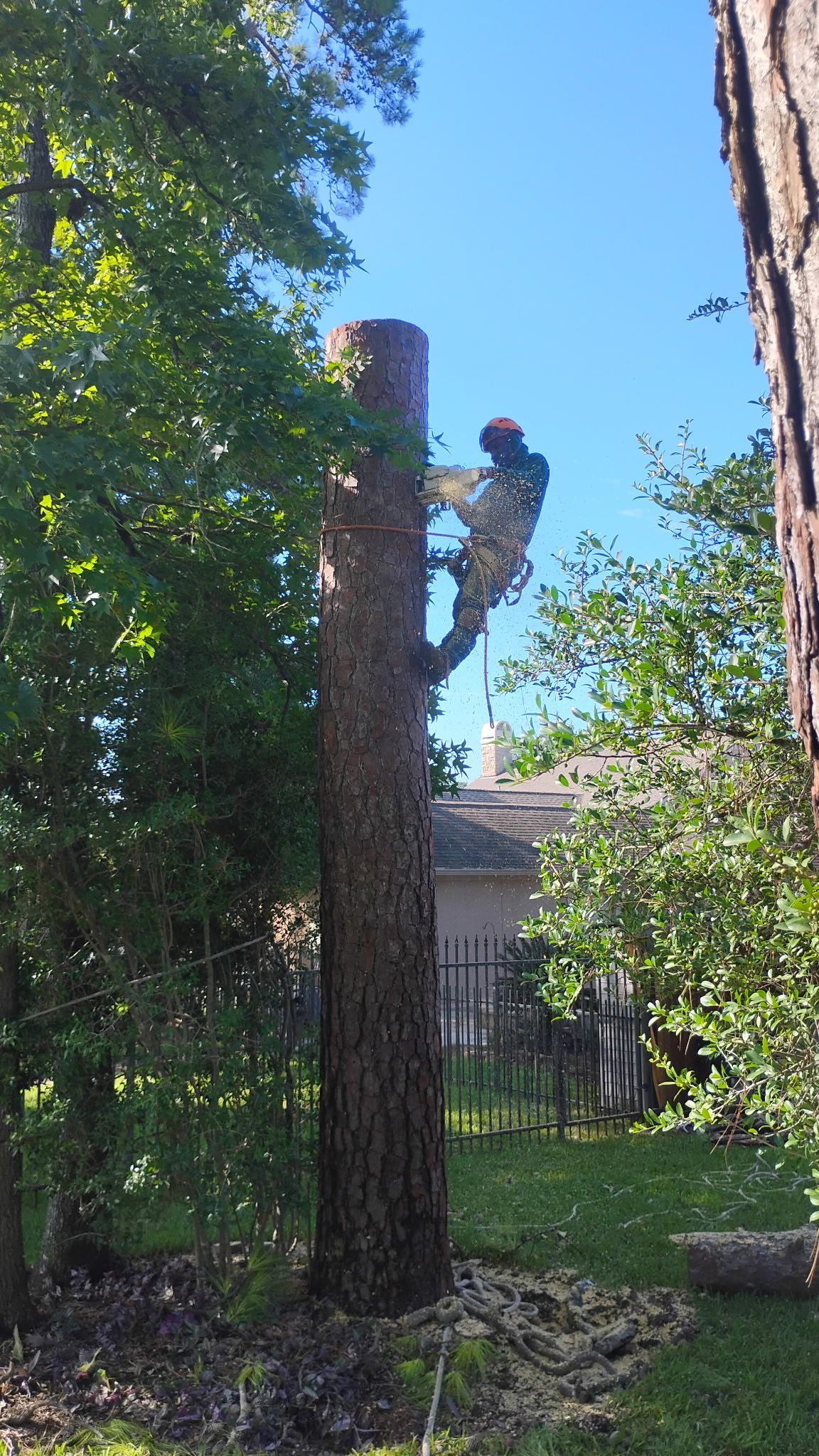 Worker pruning a tall tree in a sunny backyard, with a fence and greenery behind.