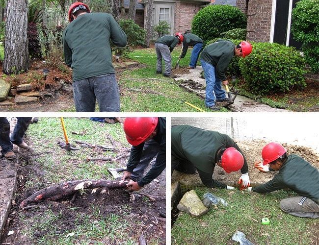 Workers in red hard hats digging and removing a tree stump in a front yard