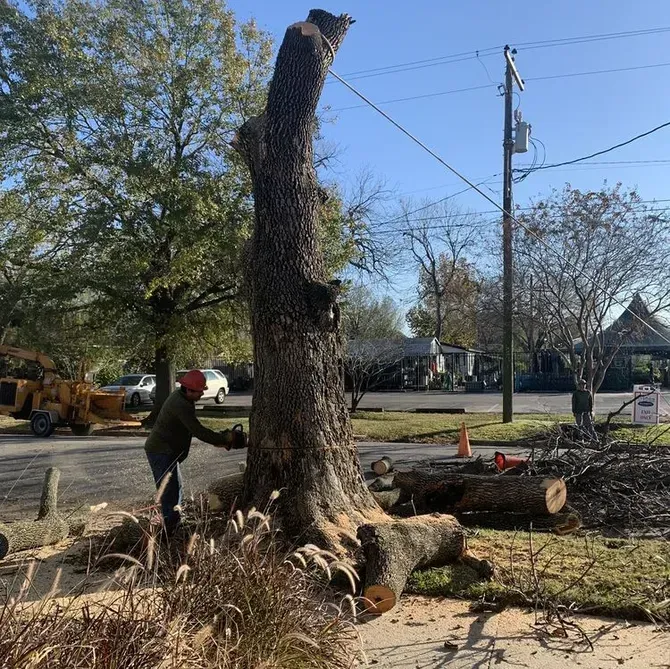Tree trunk being cut down by a worker in a roadside yard, with branches and equipment nearby.